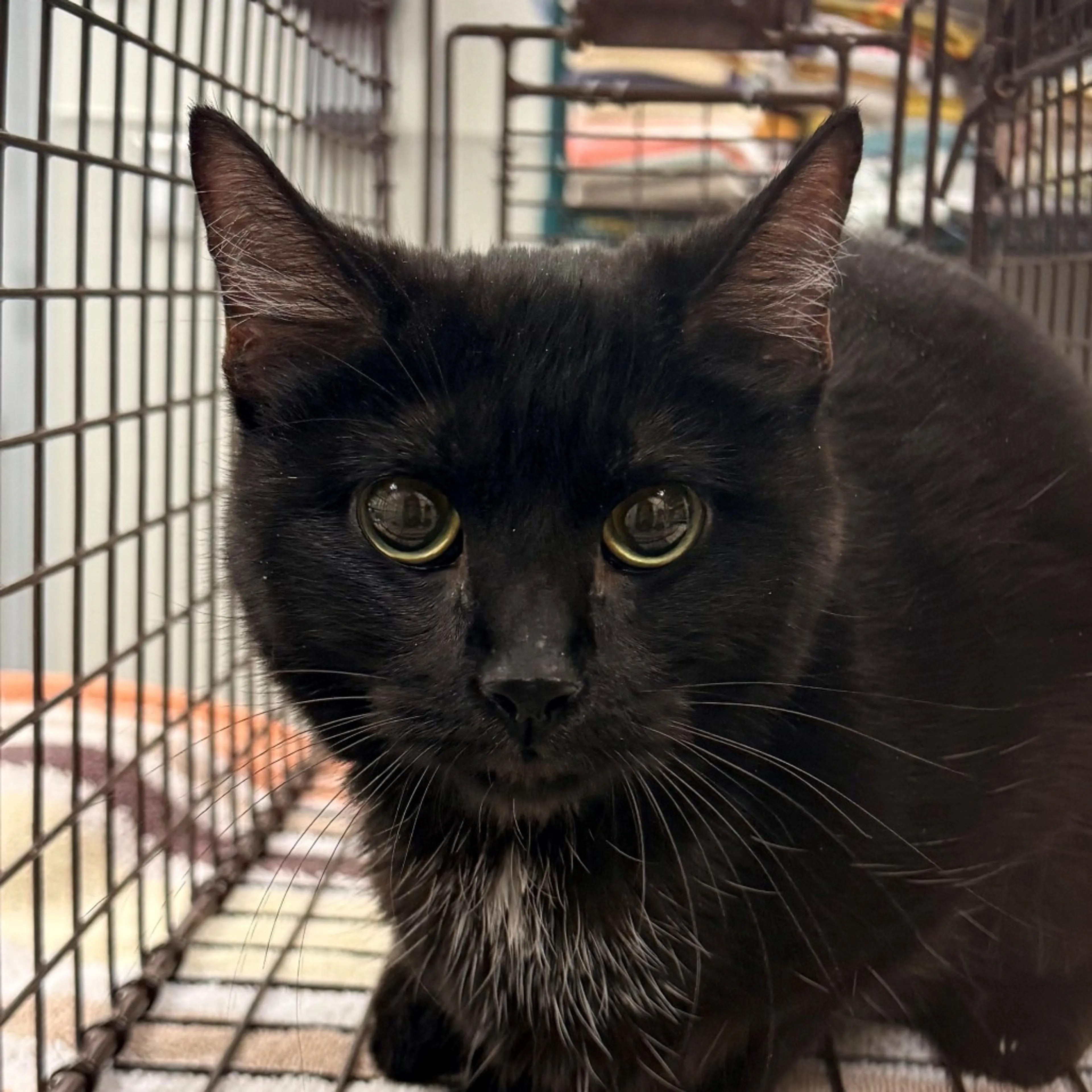 Found pet
