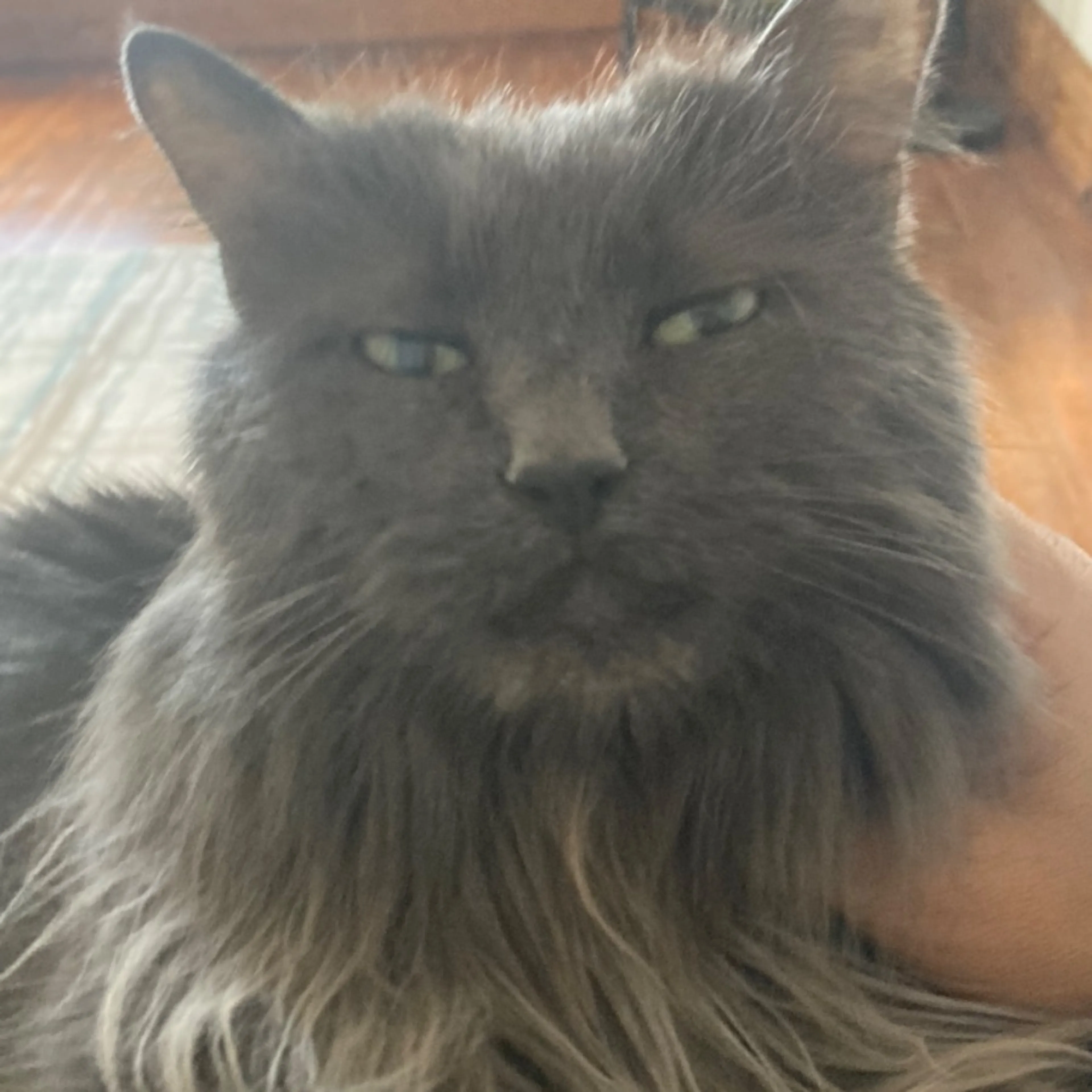Lost pet