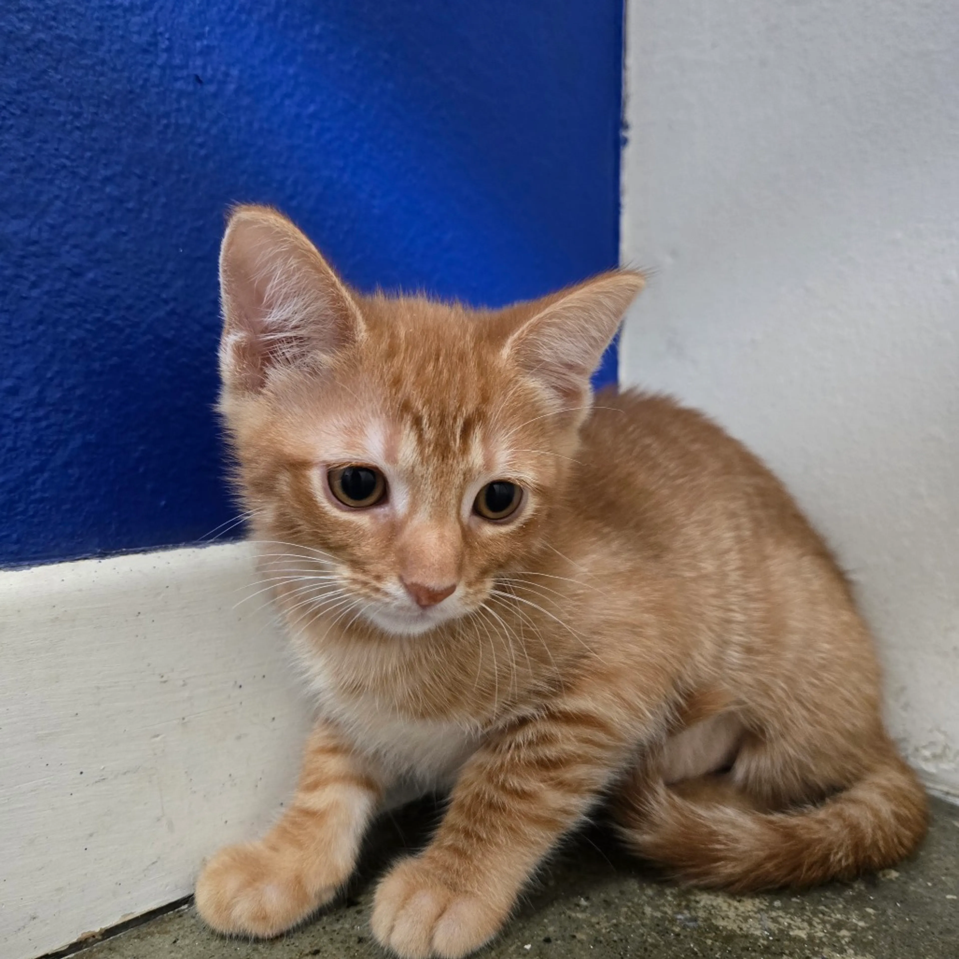 Found pet