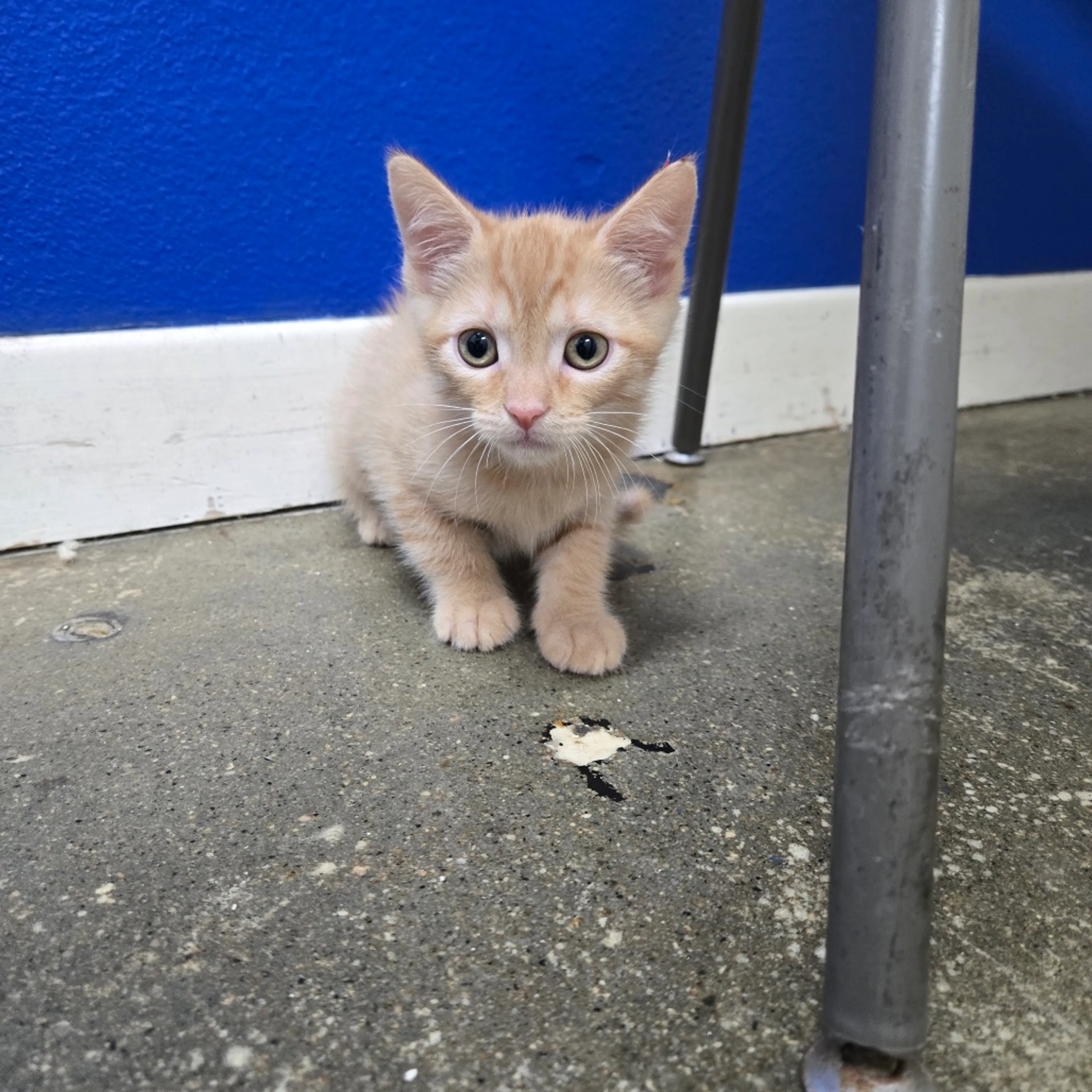 Found pet