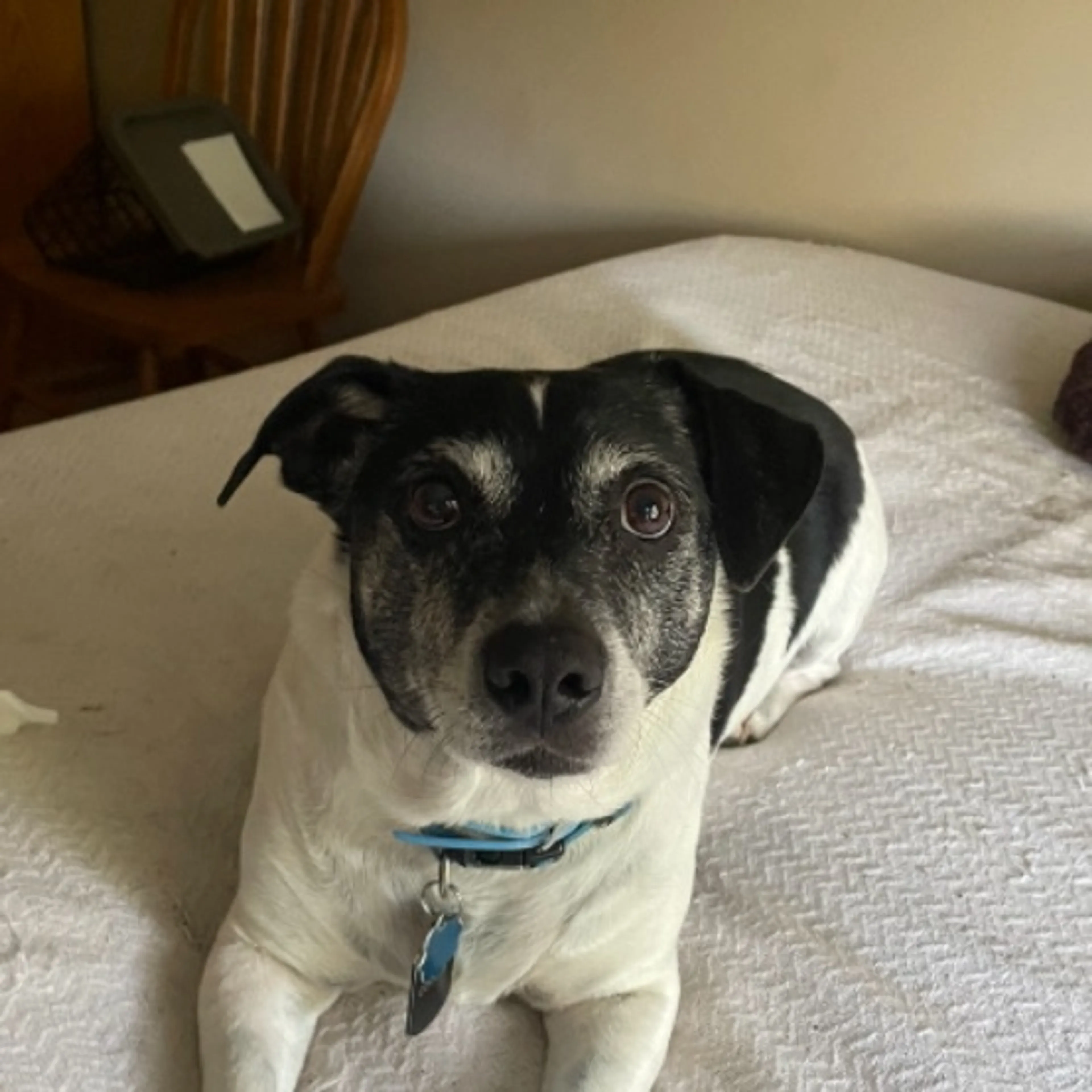 Lost pet