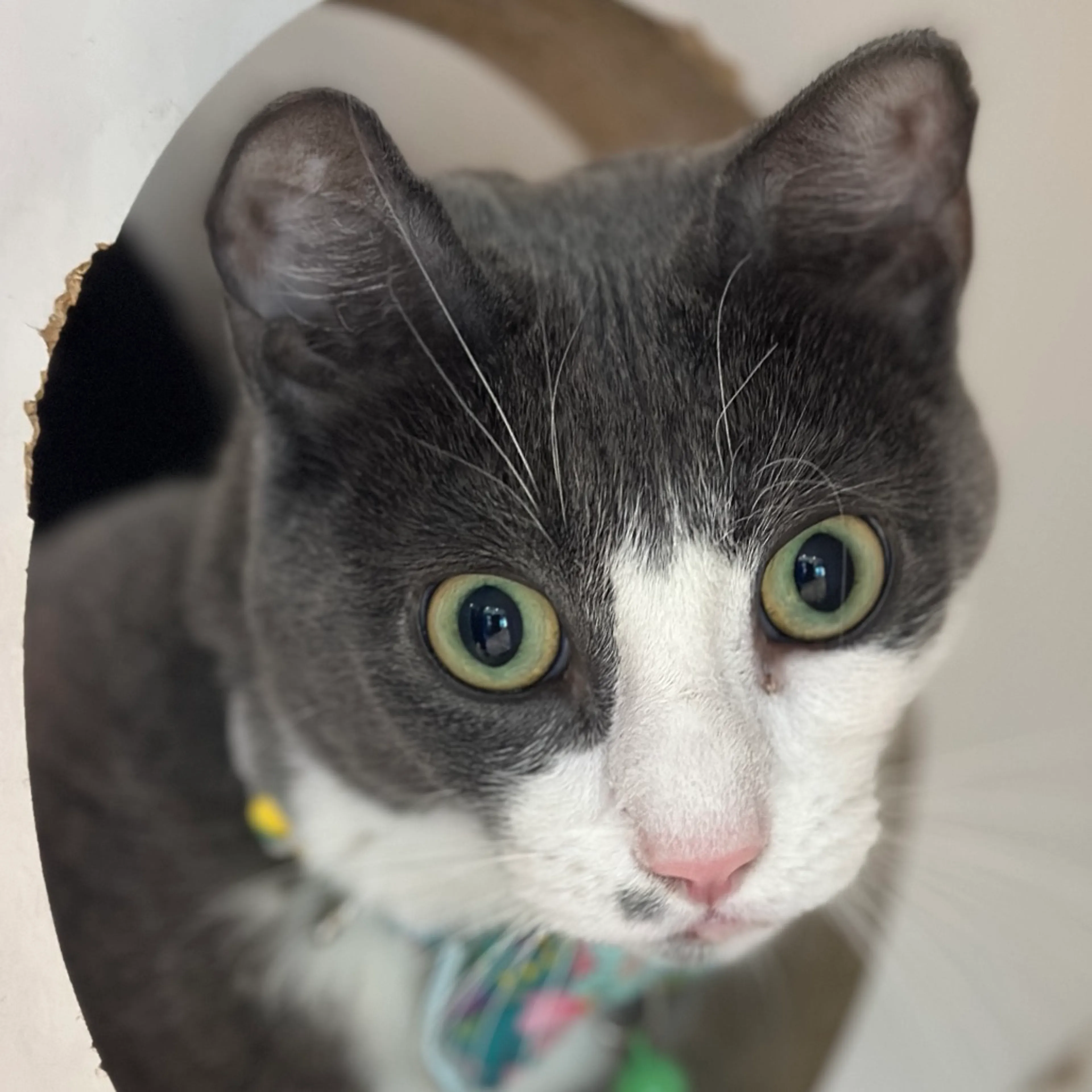 Found pet-3