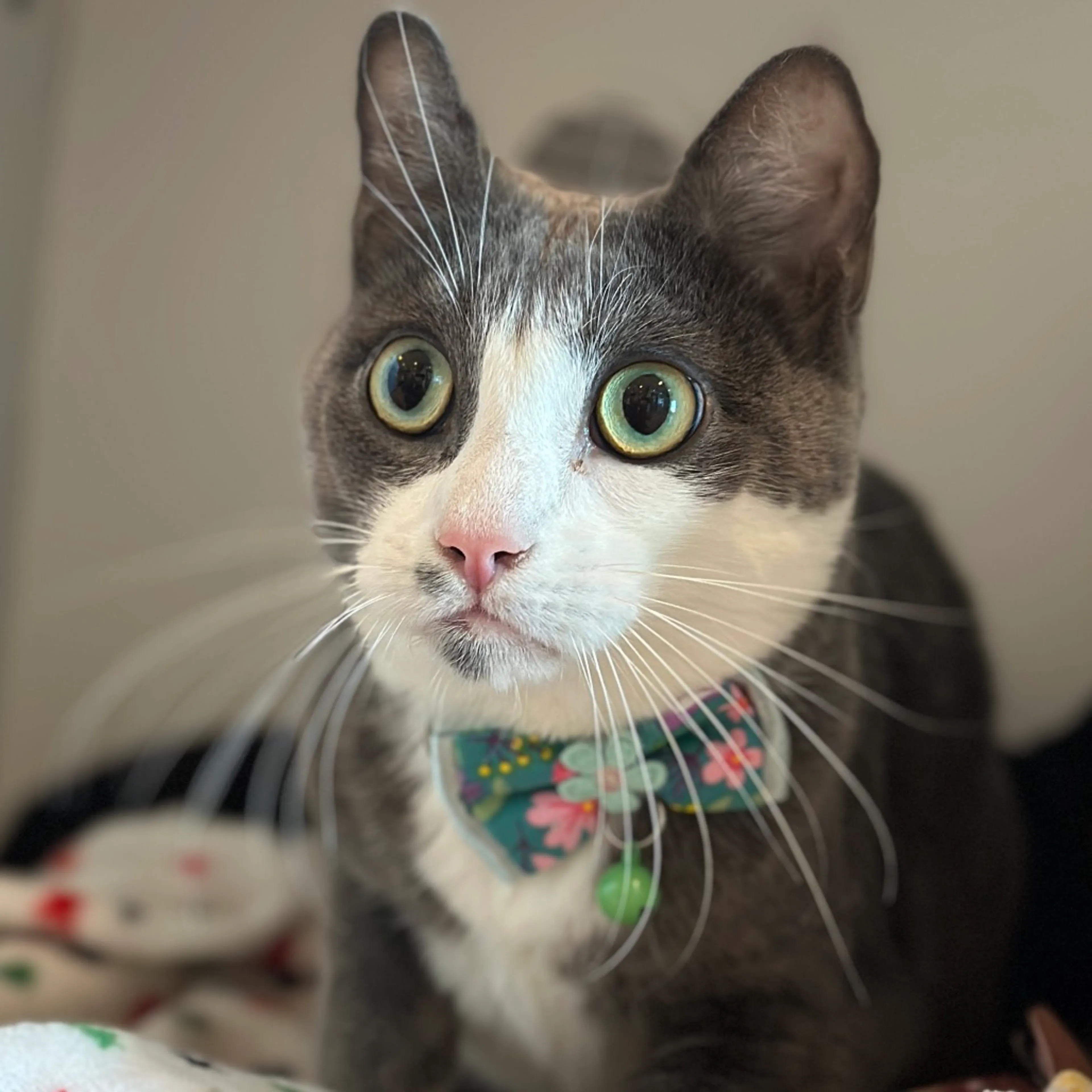 Found pet-6