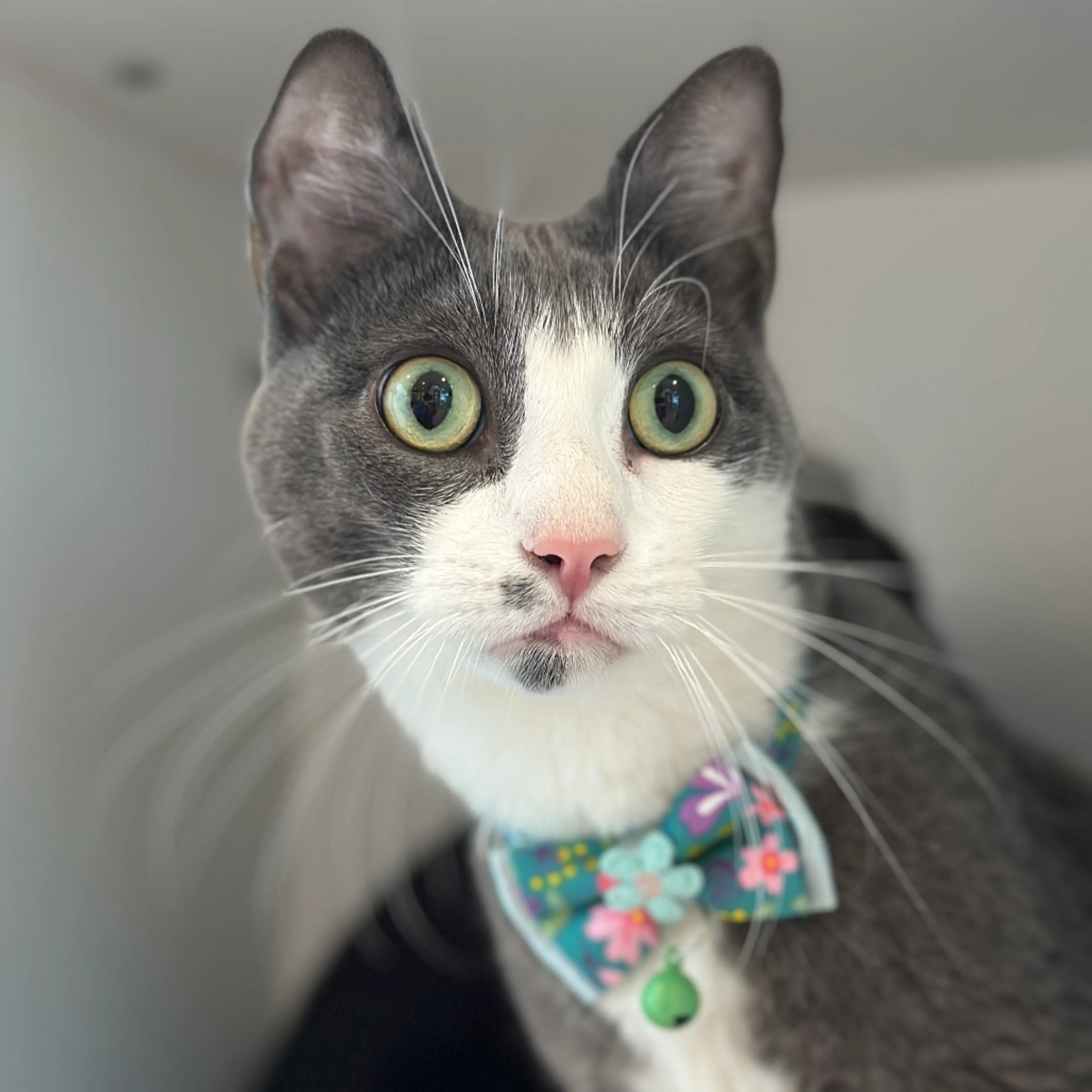 Found pet-4
