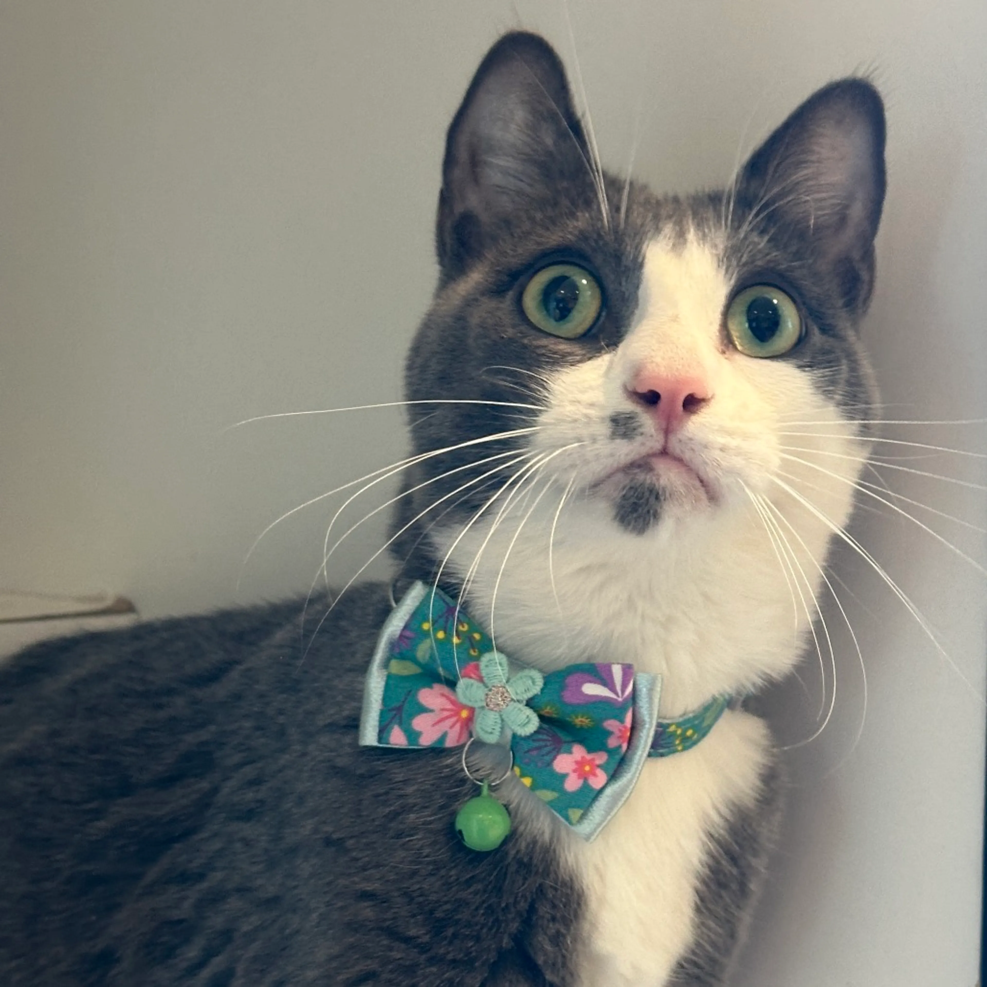 Found pet-2
