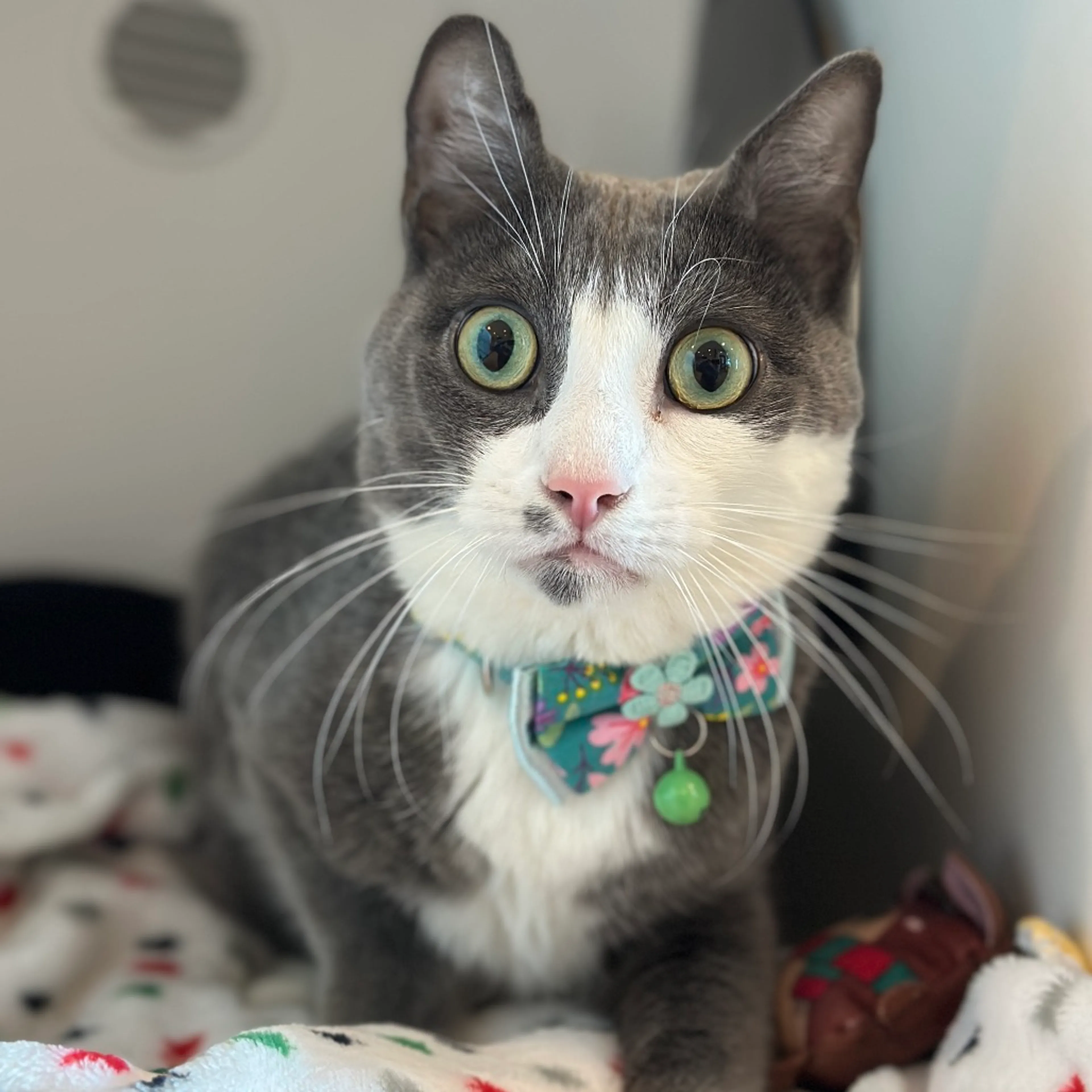 Found pet-5