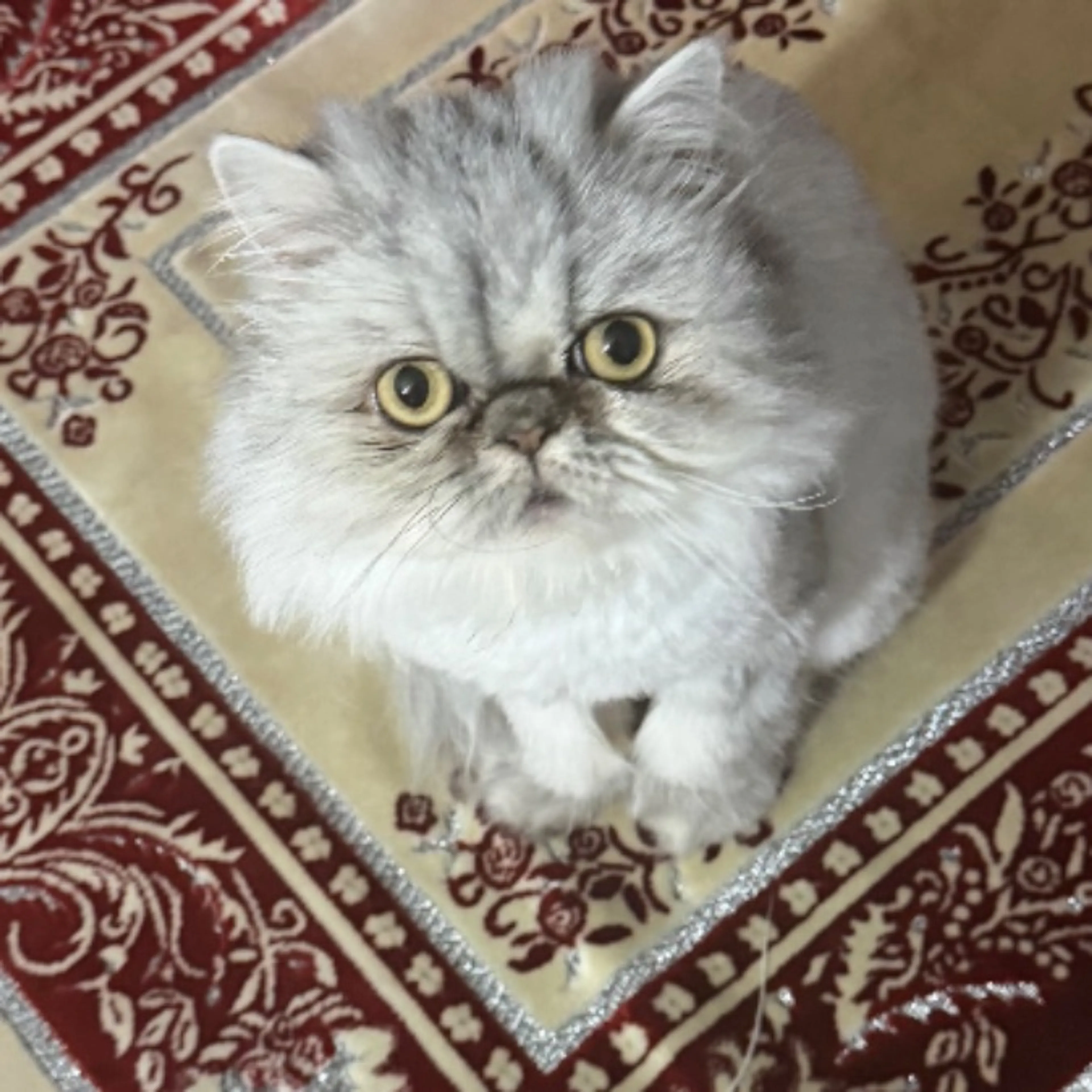 Lost pet