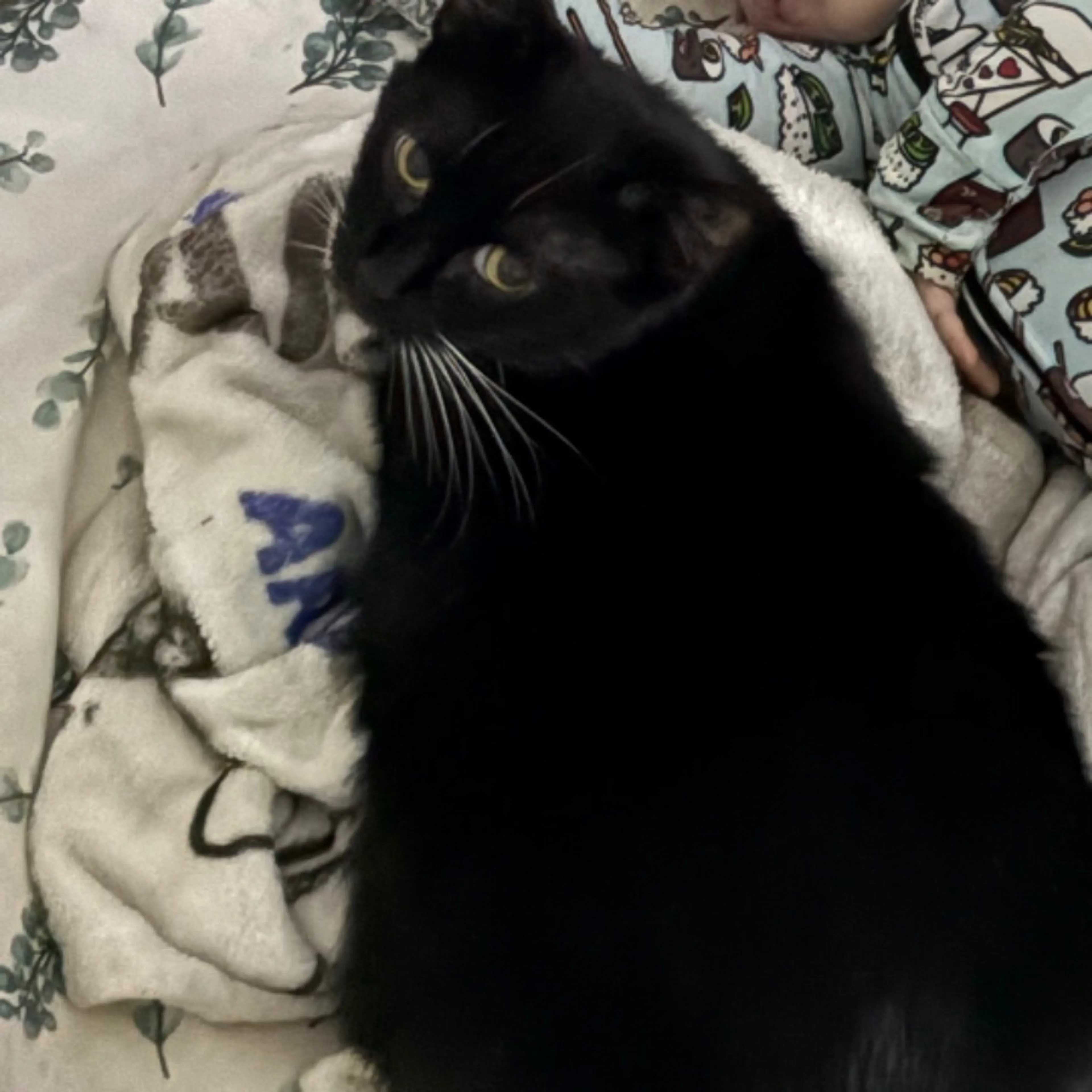 Lost pet