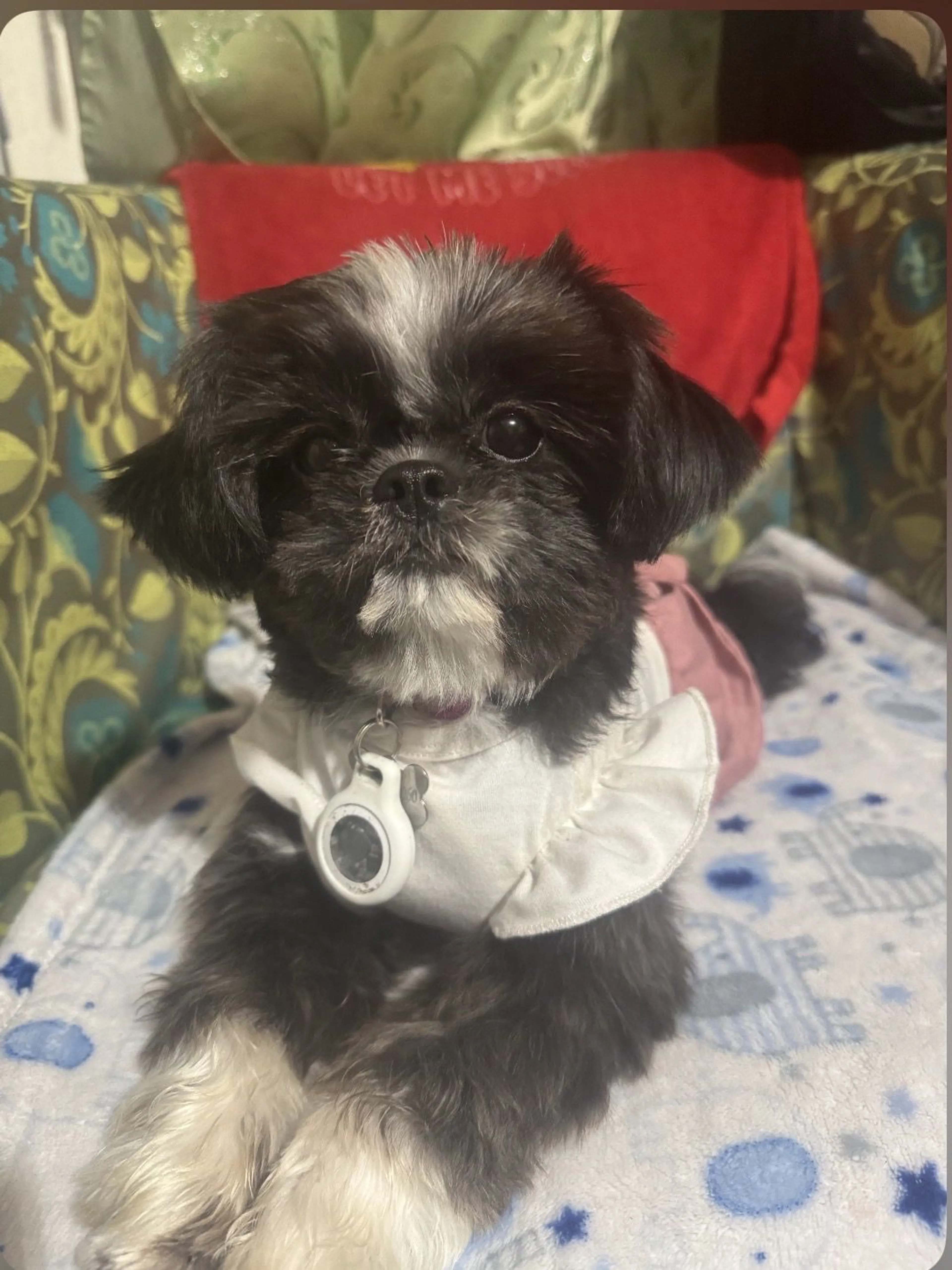 Lost pet