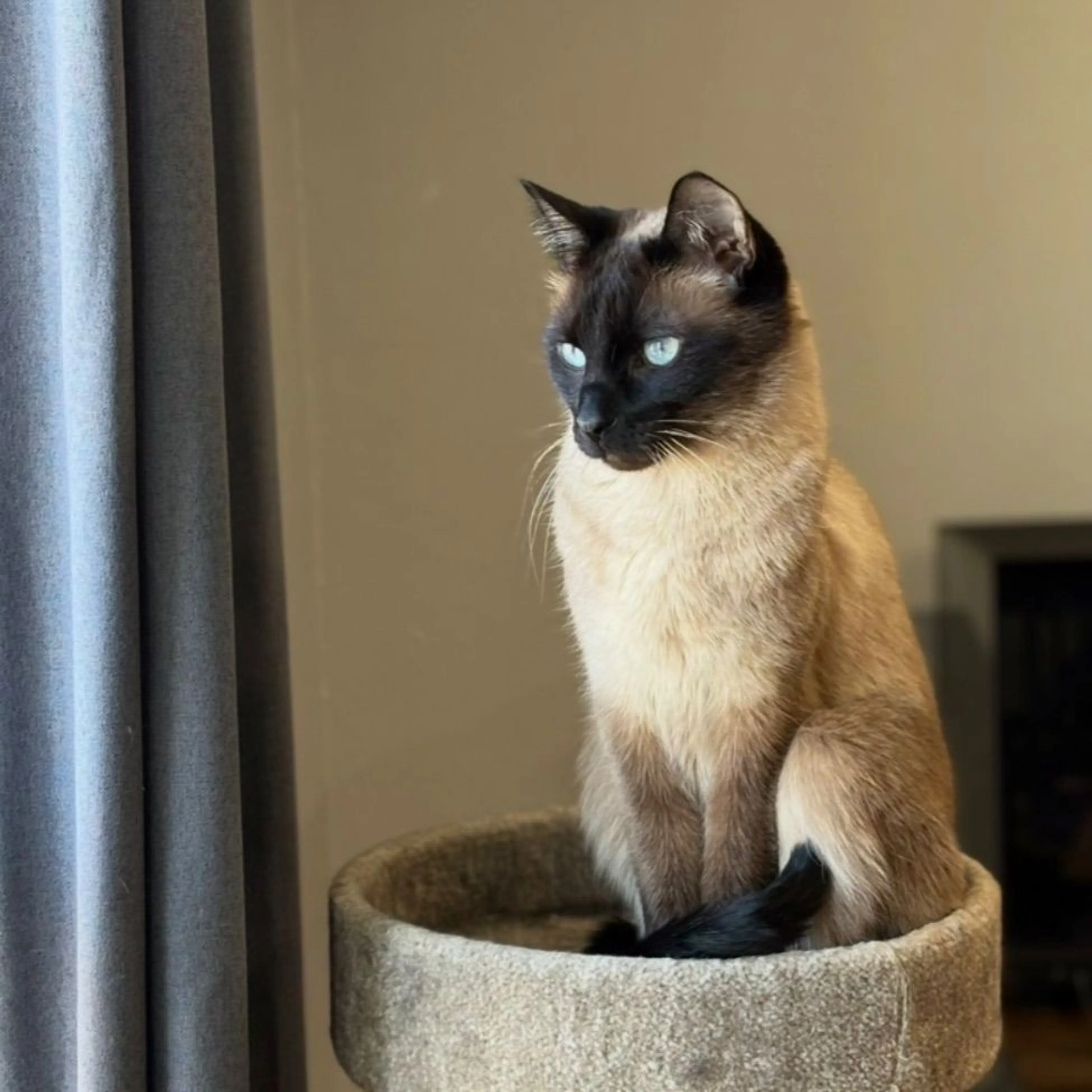 Lost pet