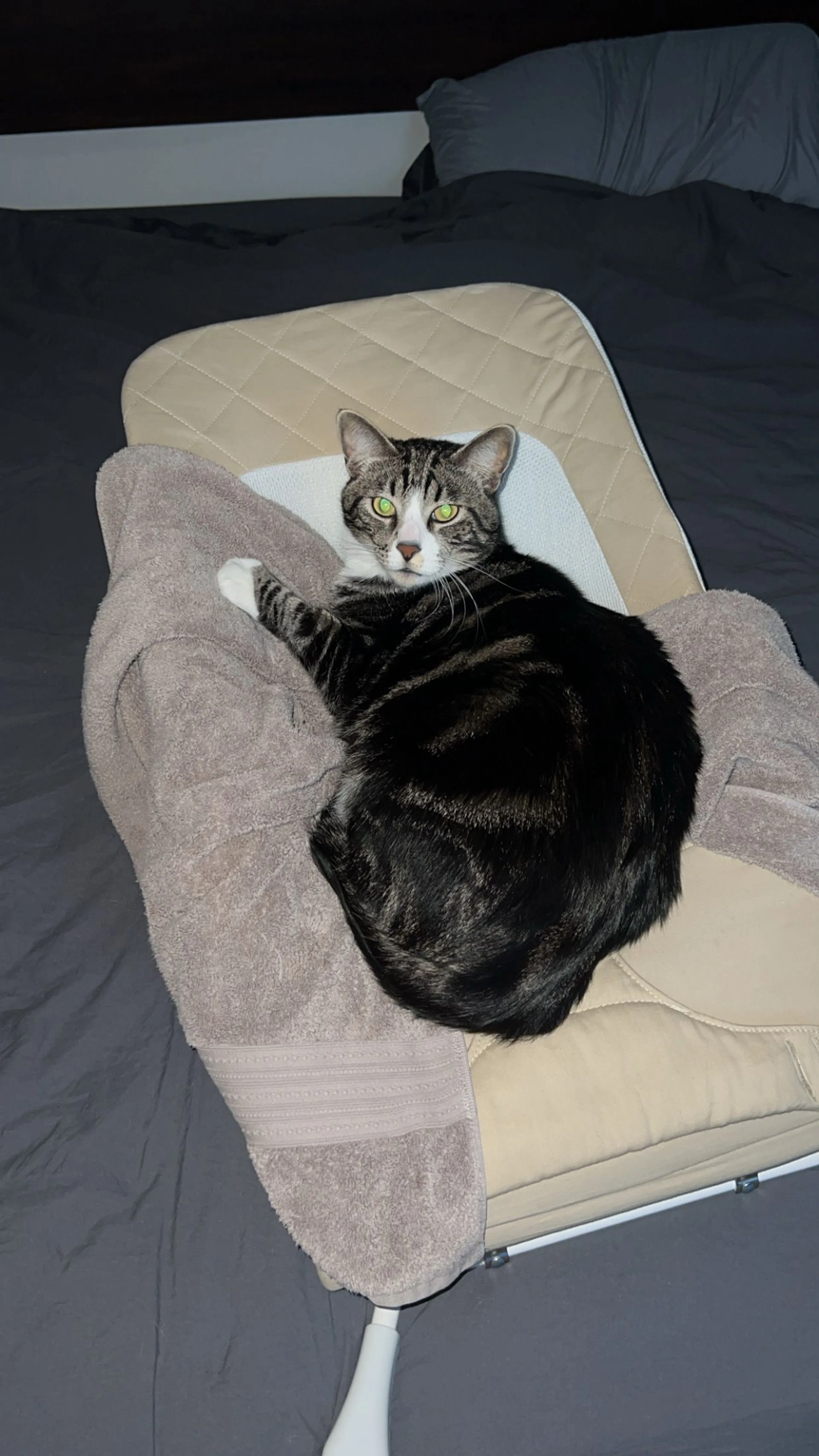 Lost pet