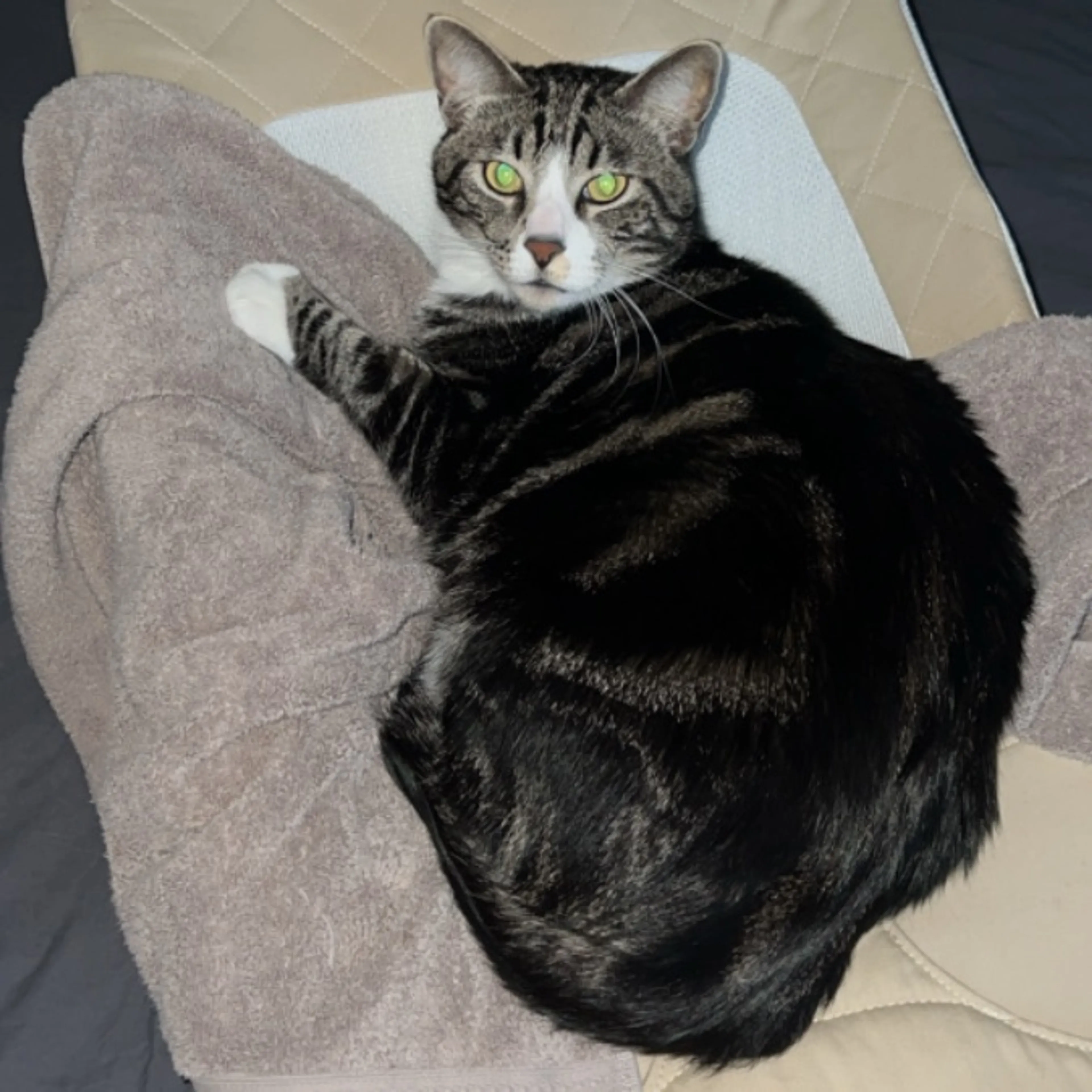 Lost pet