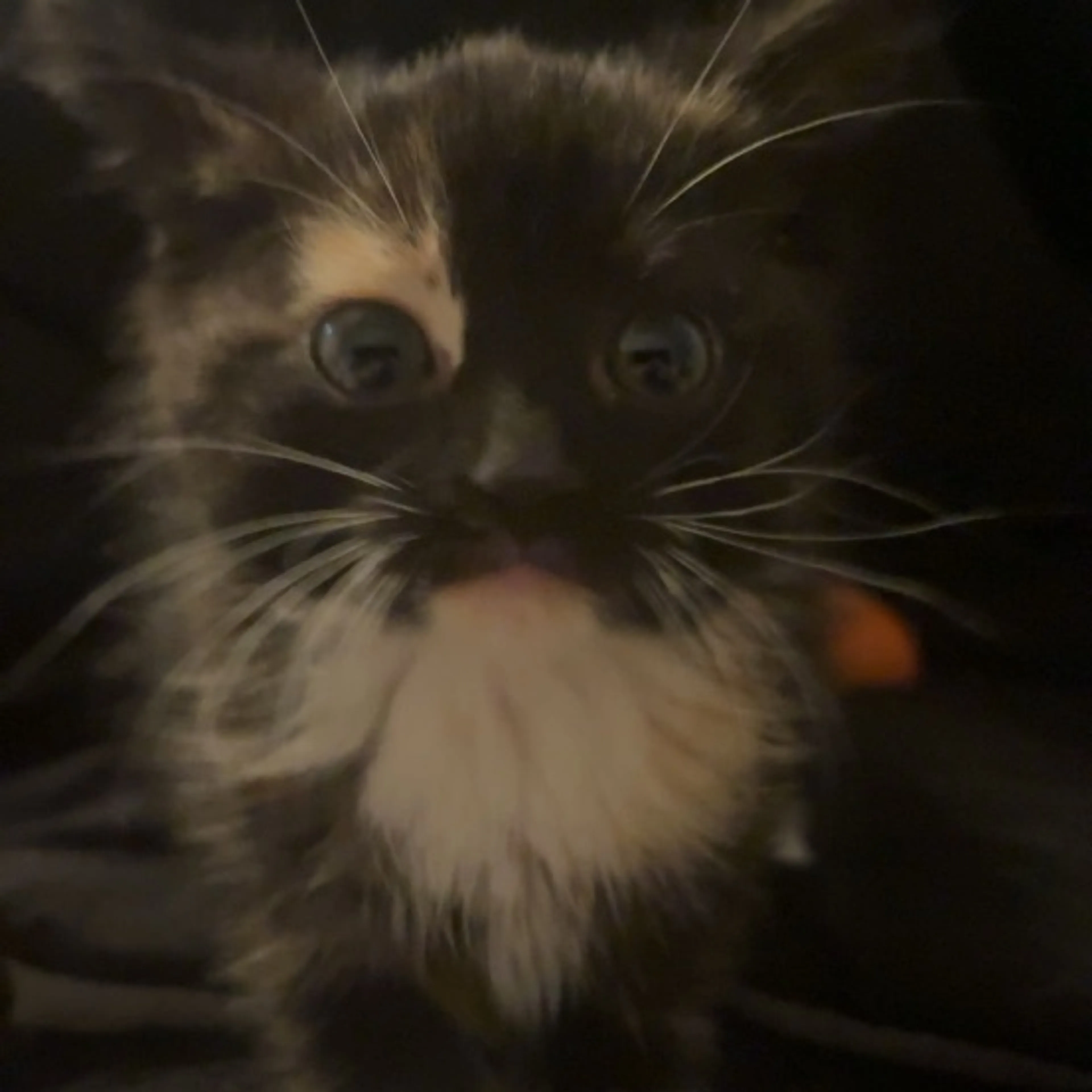 Lost pet-0