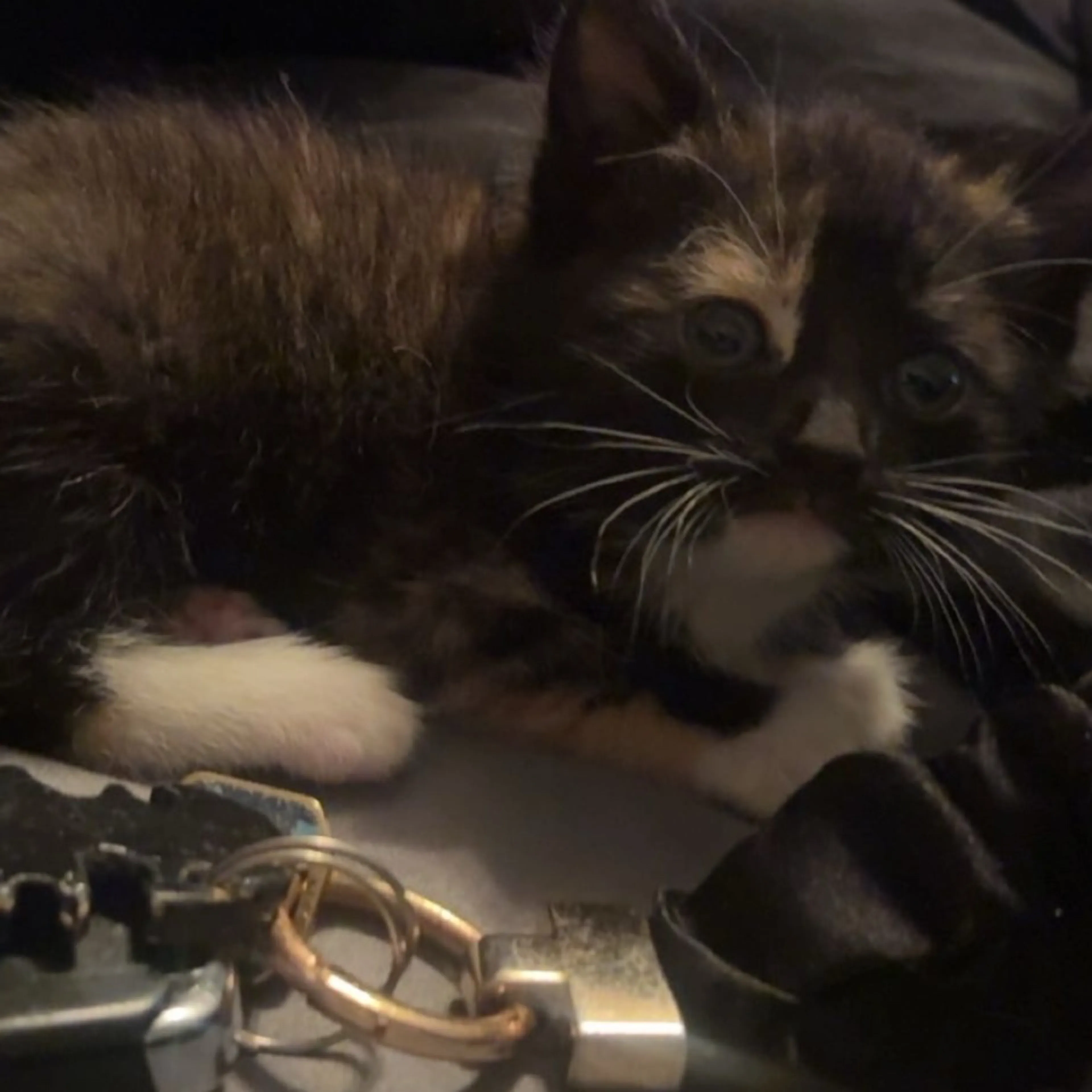 Lost pet-1