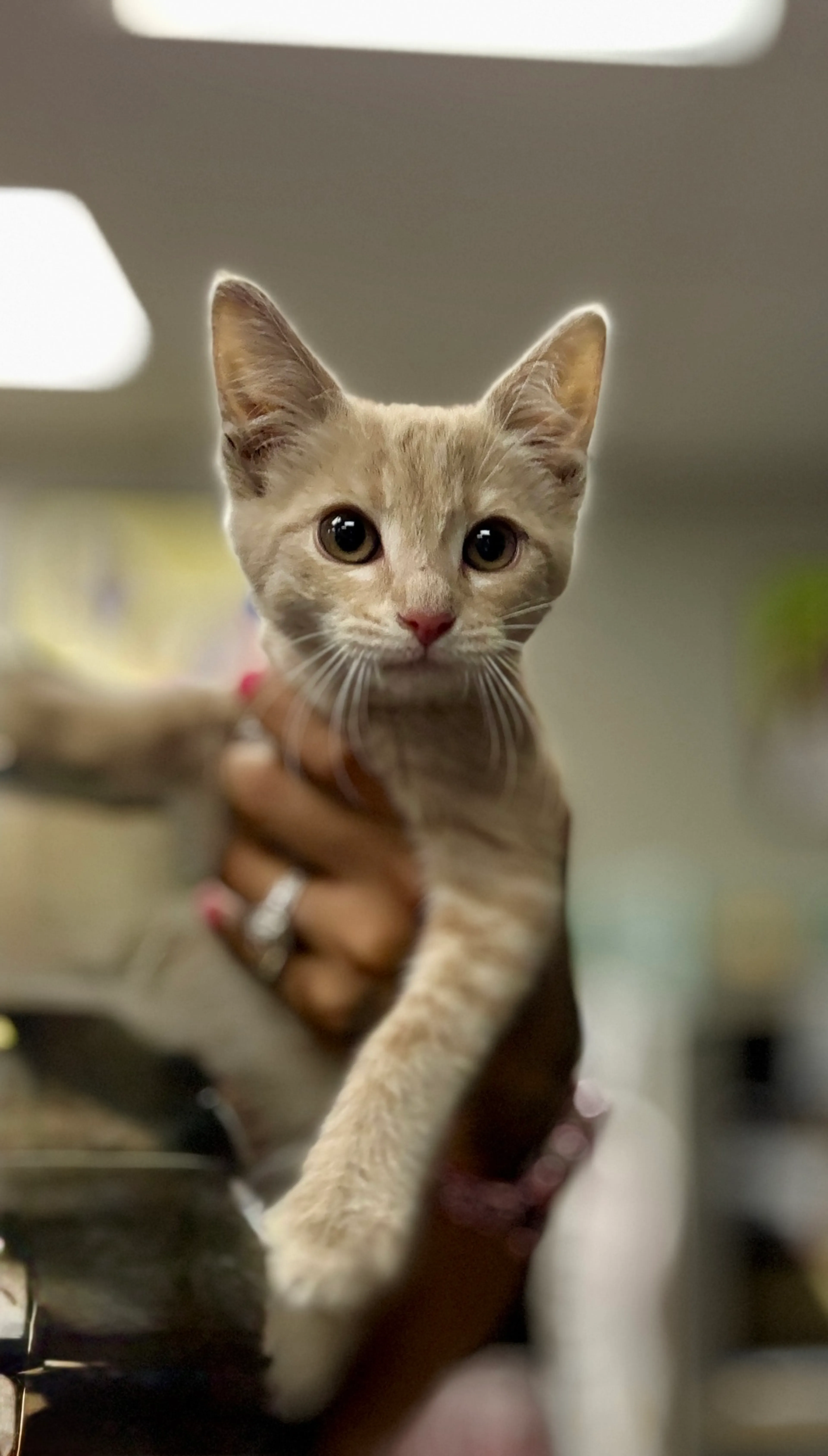 Found pet