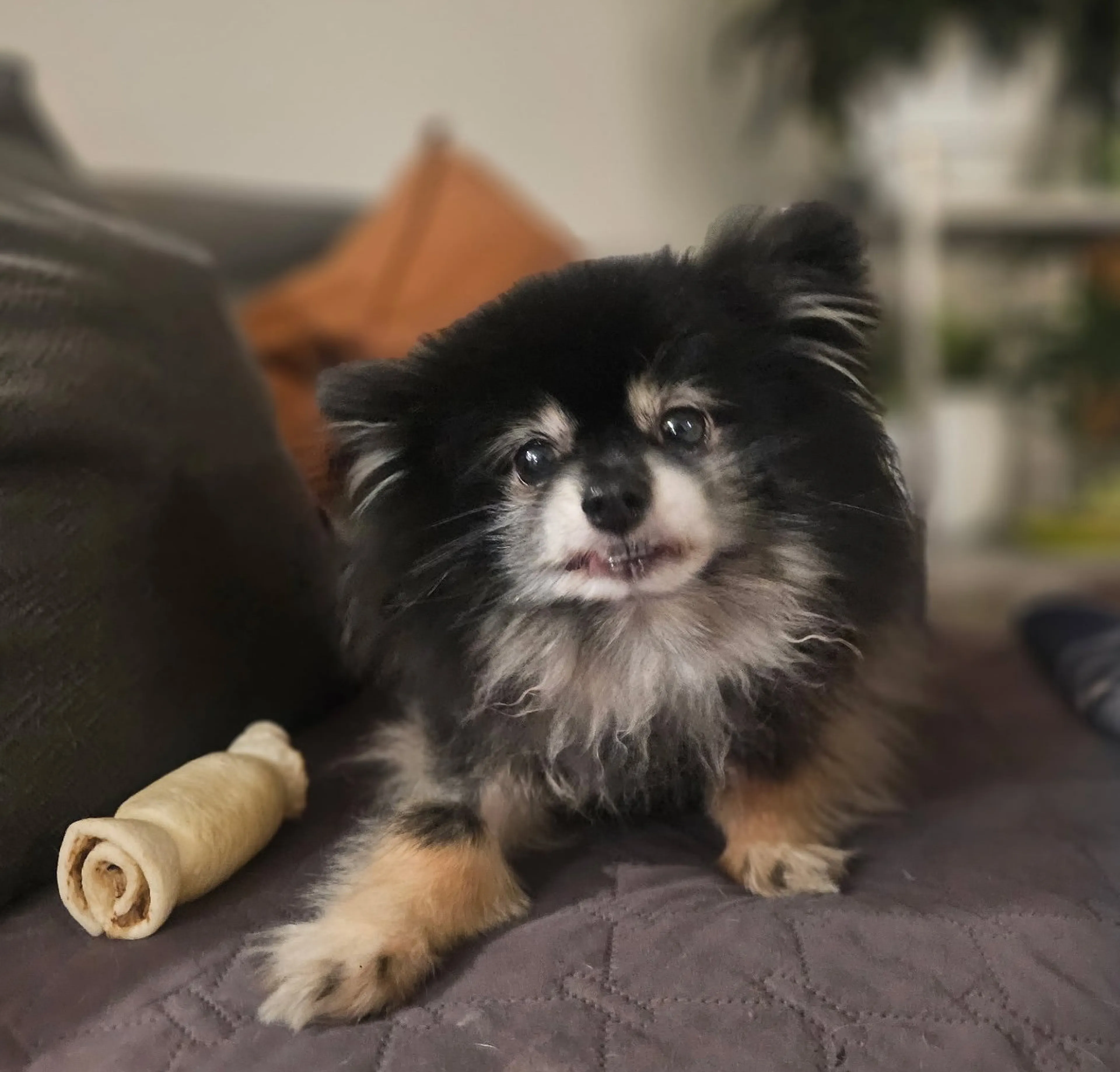 Found pet-1