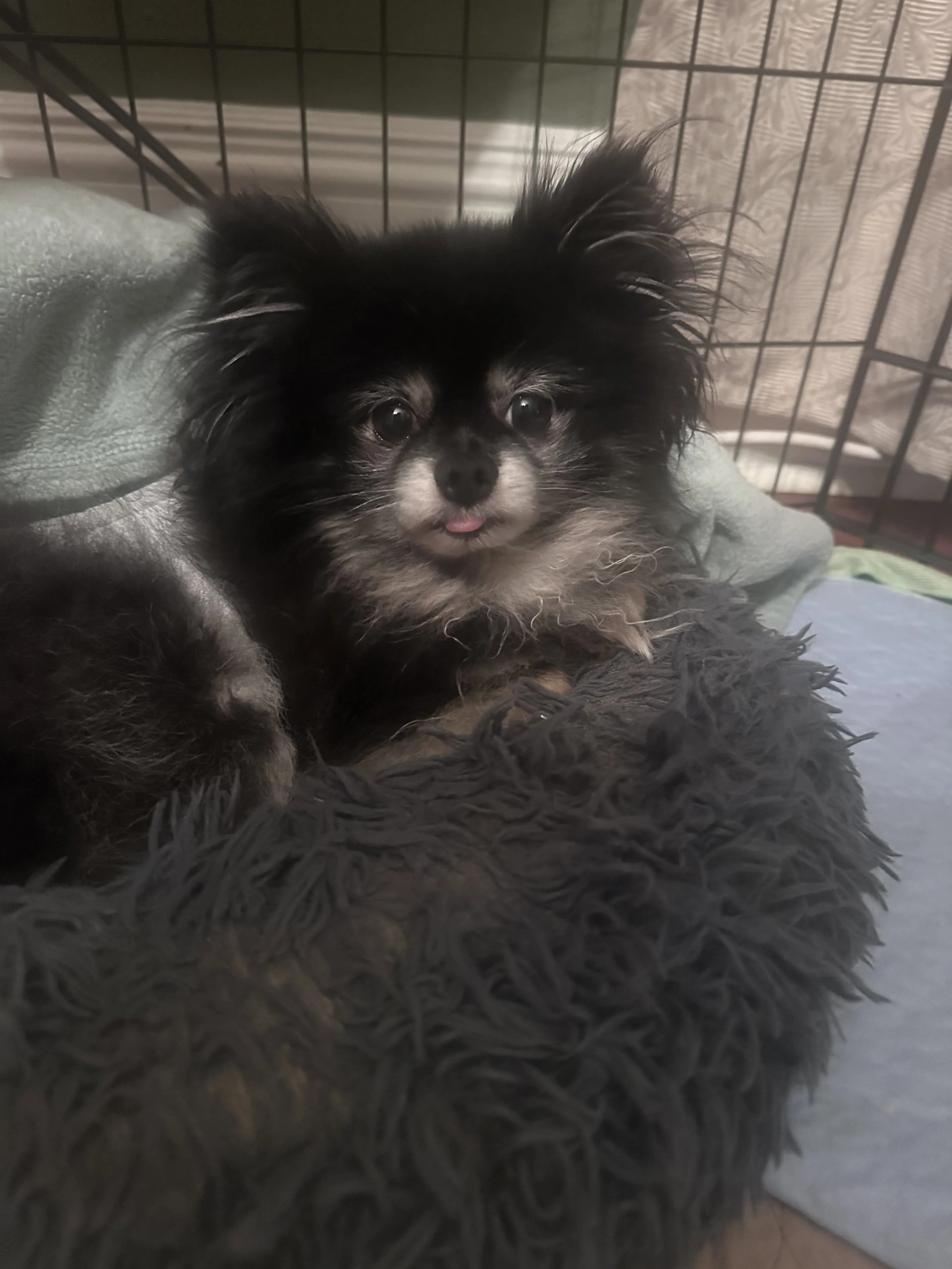 Found pet-2