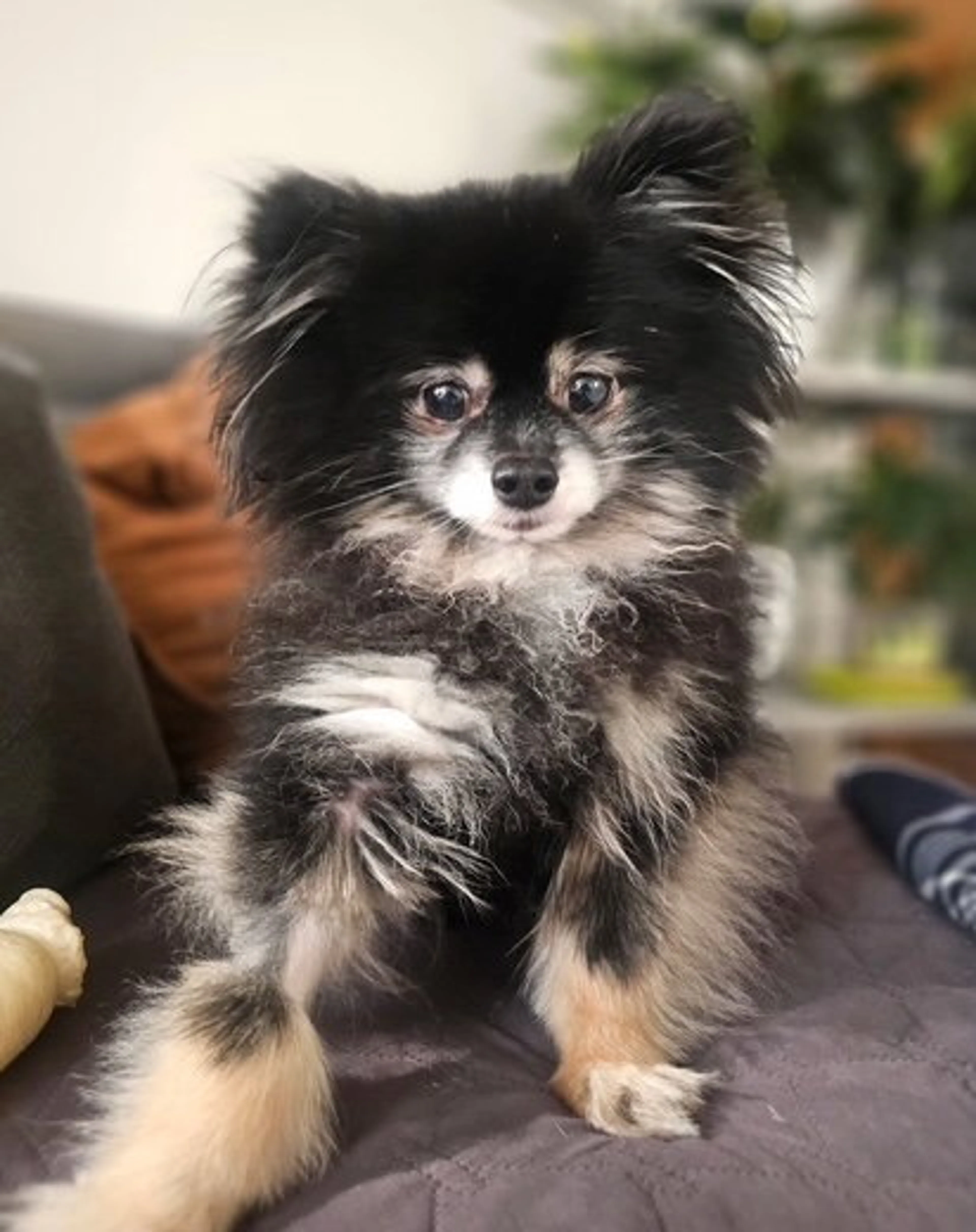 Found pet-0