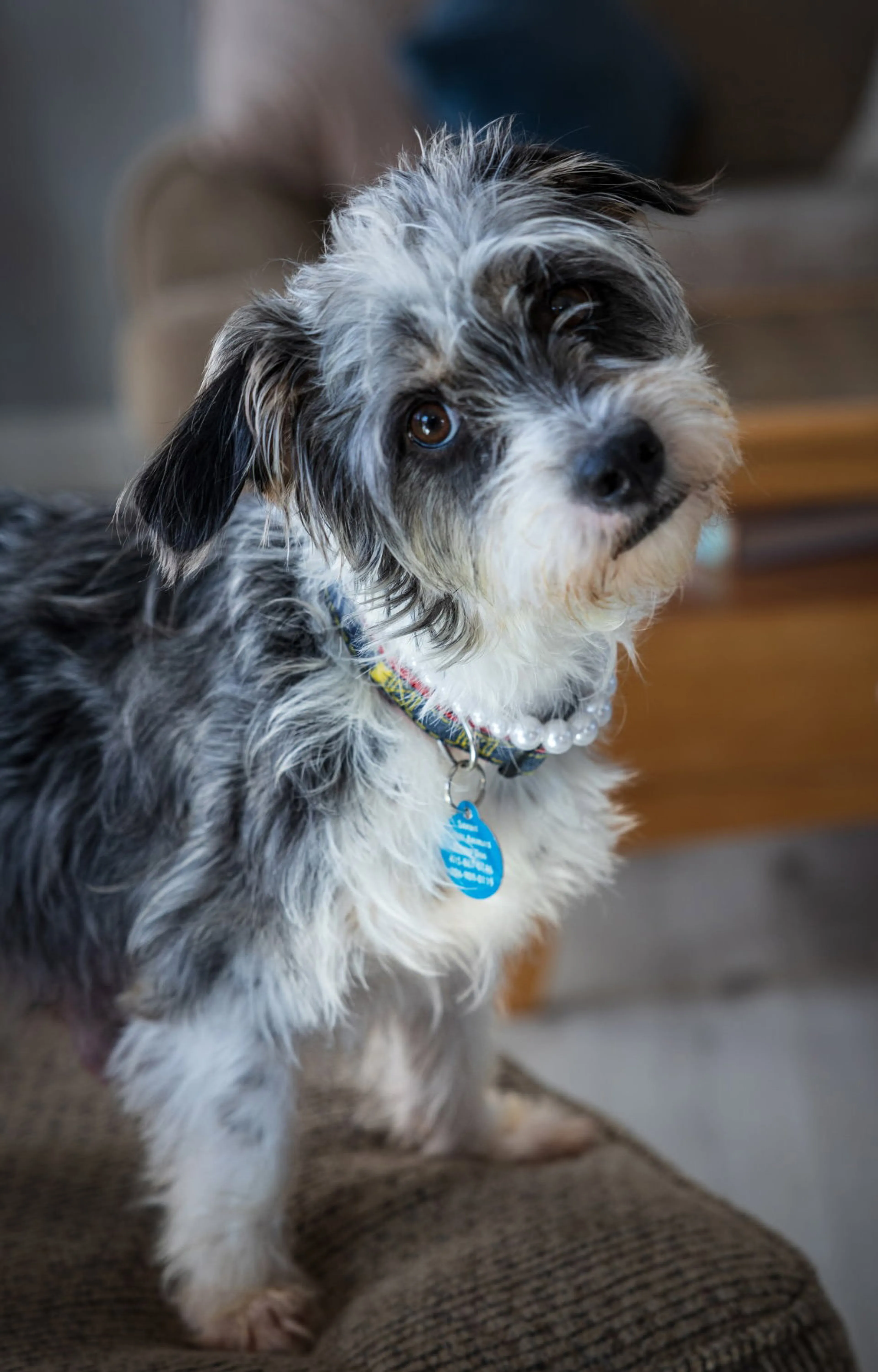 Found pet