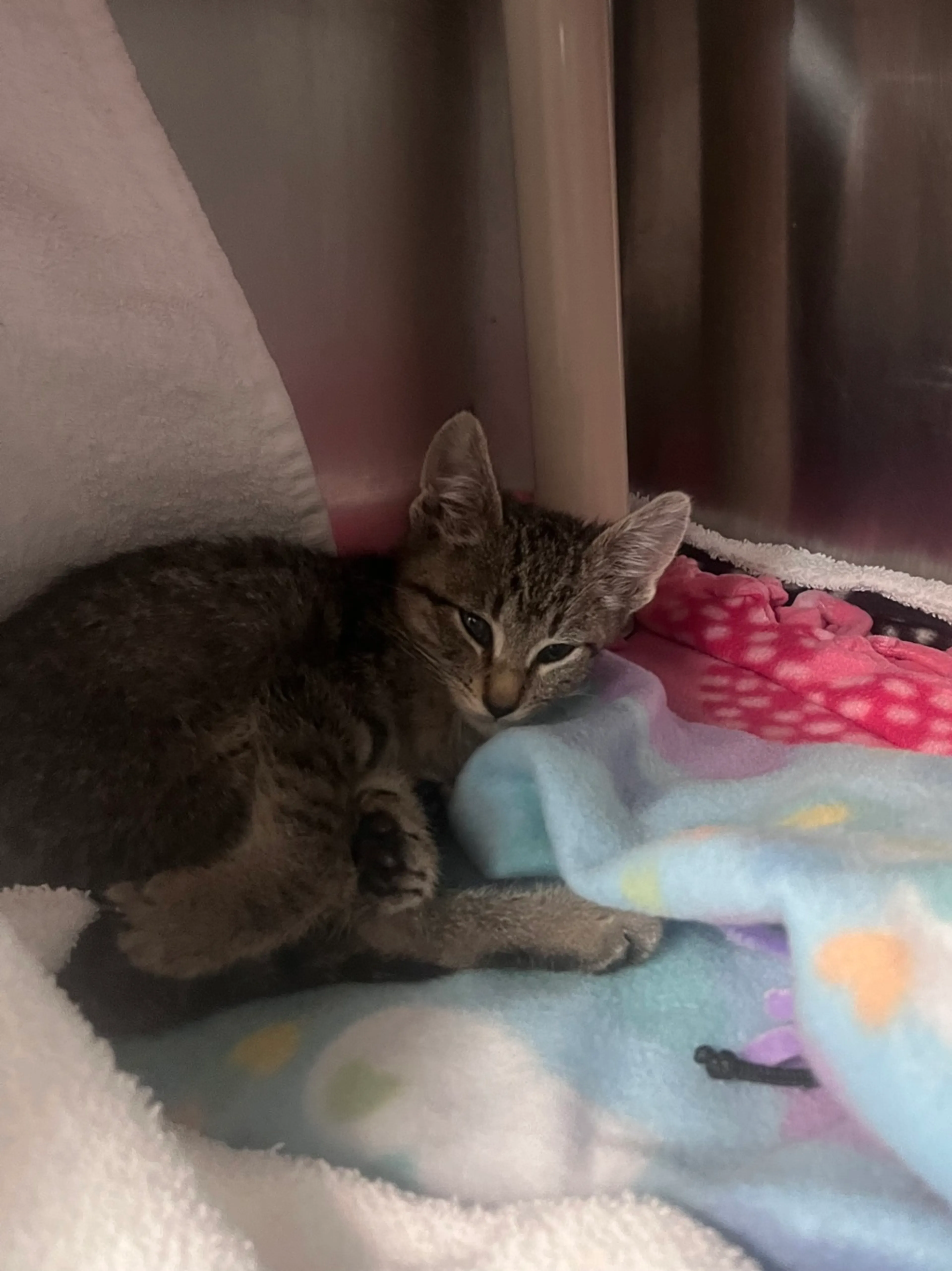 Found pet
