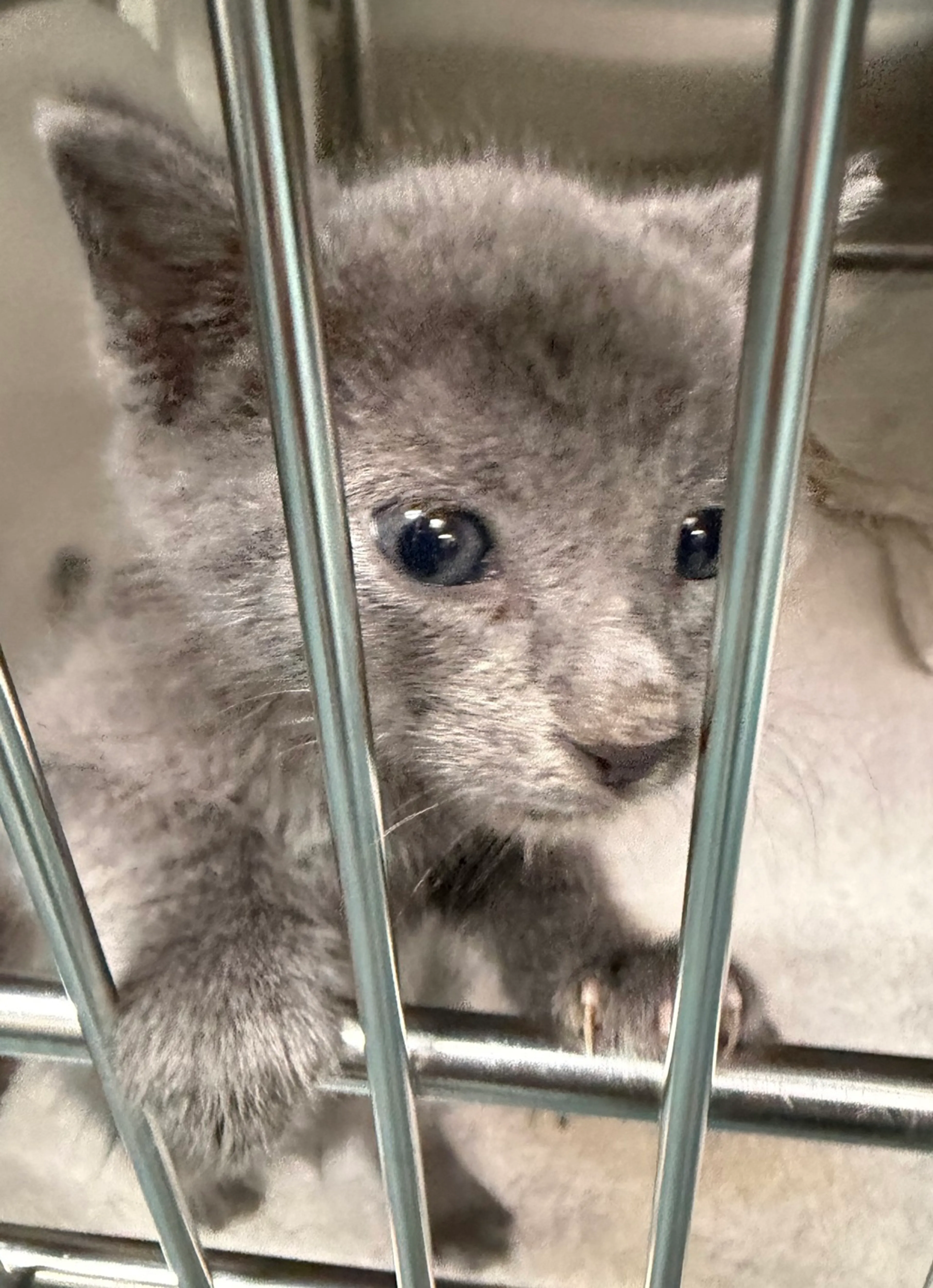Found pet