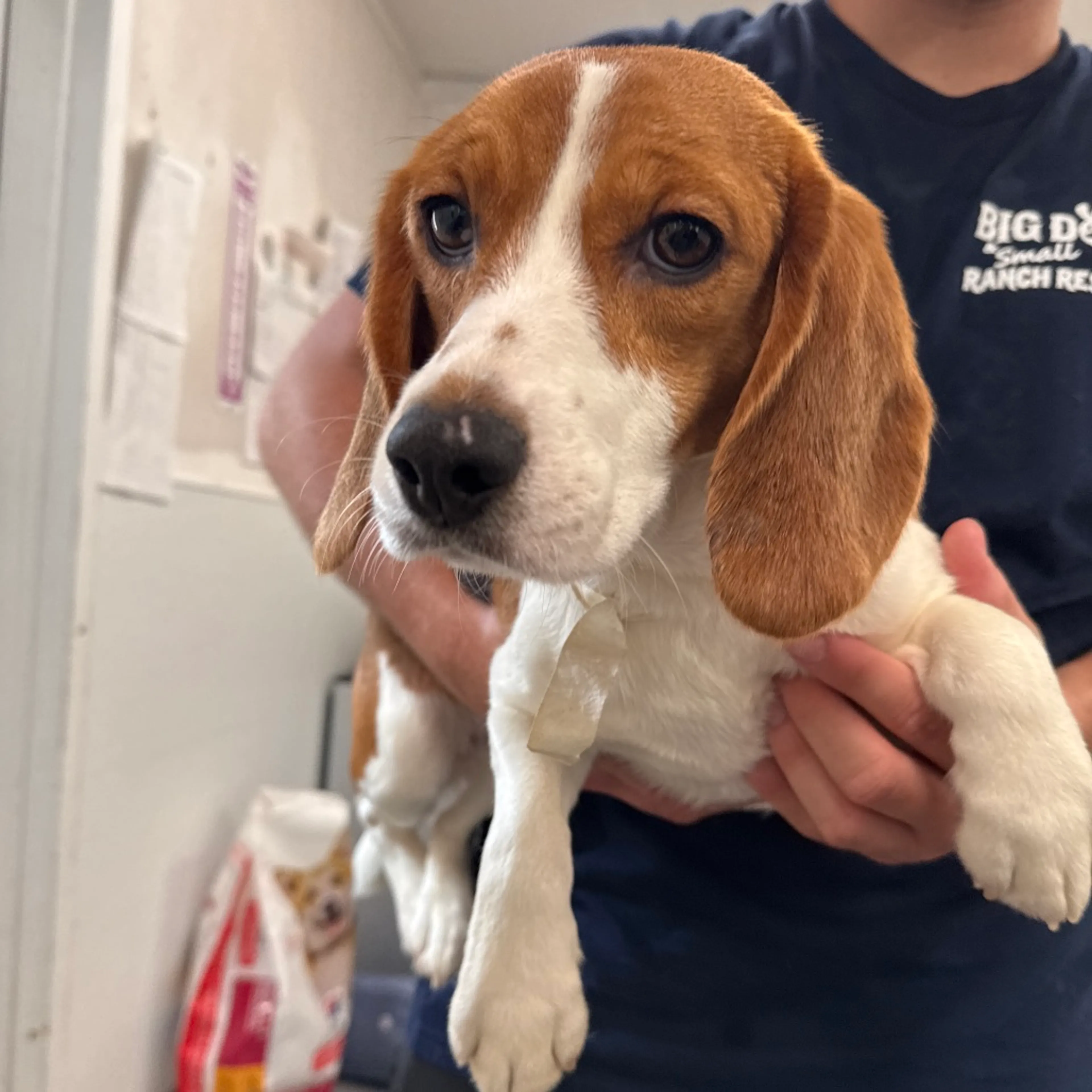 Found pet