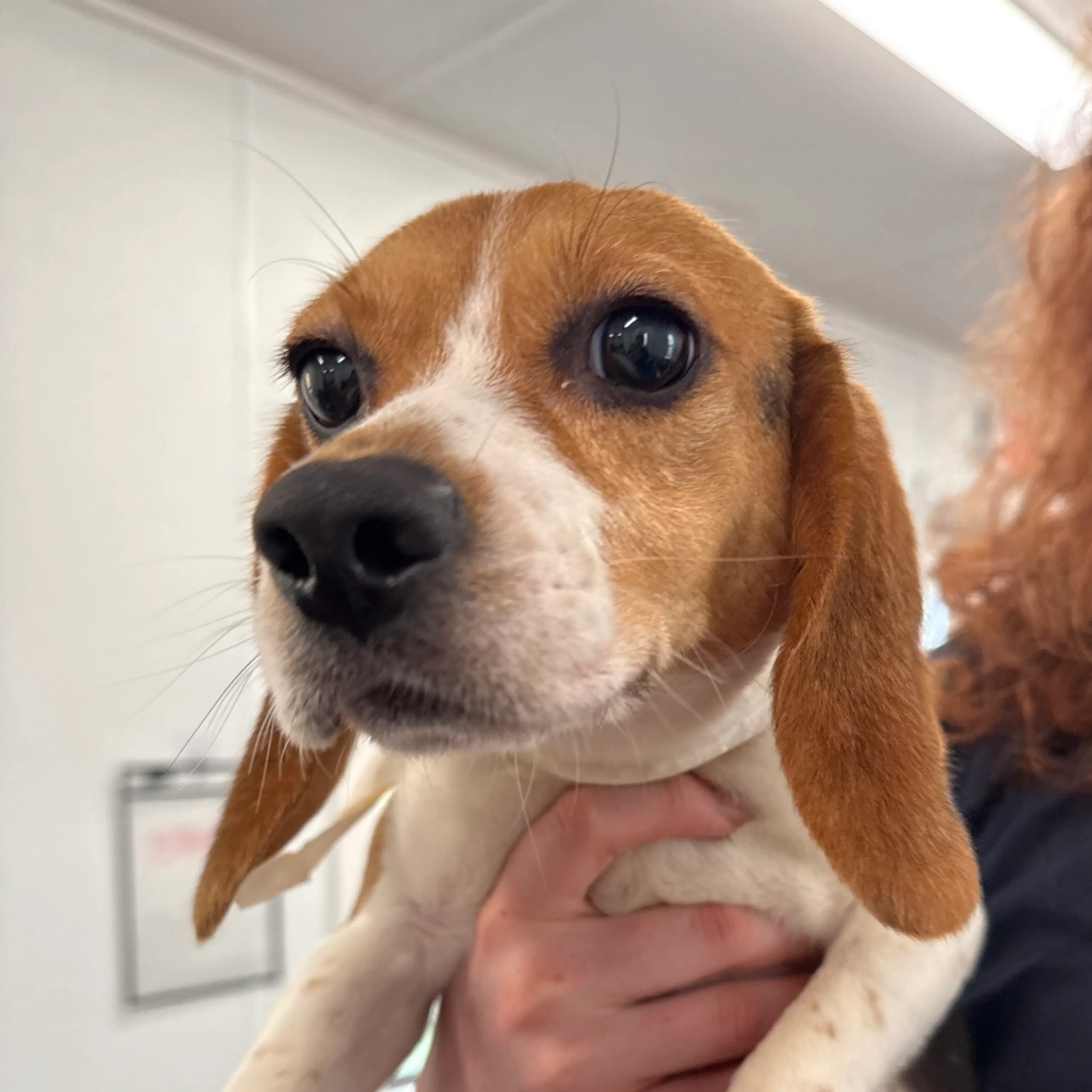 Found pet-1