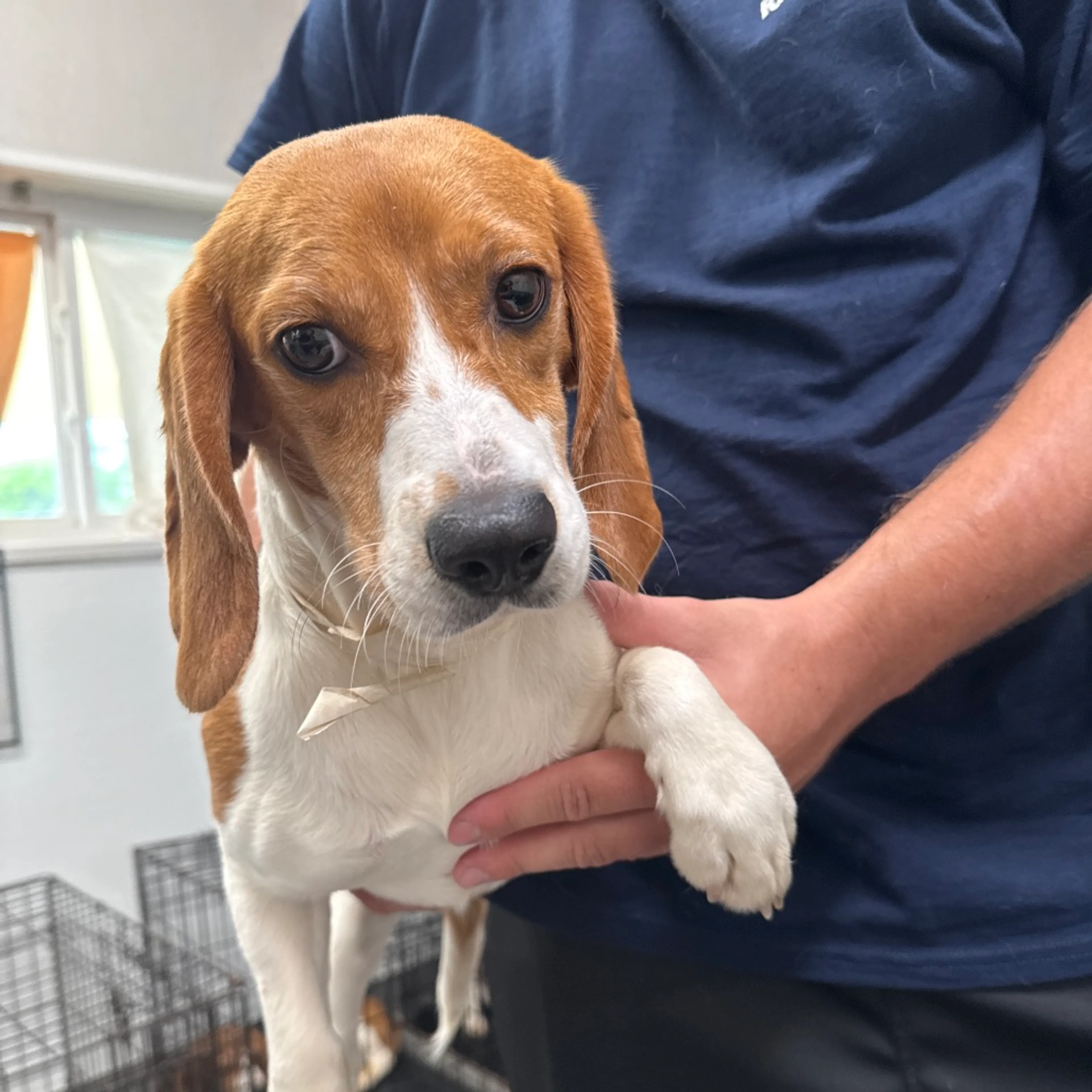 Found pet
