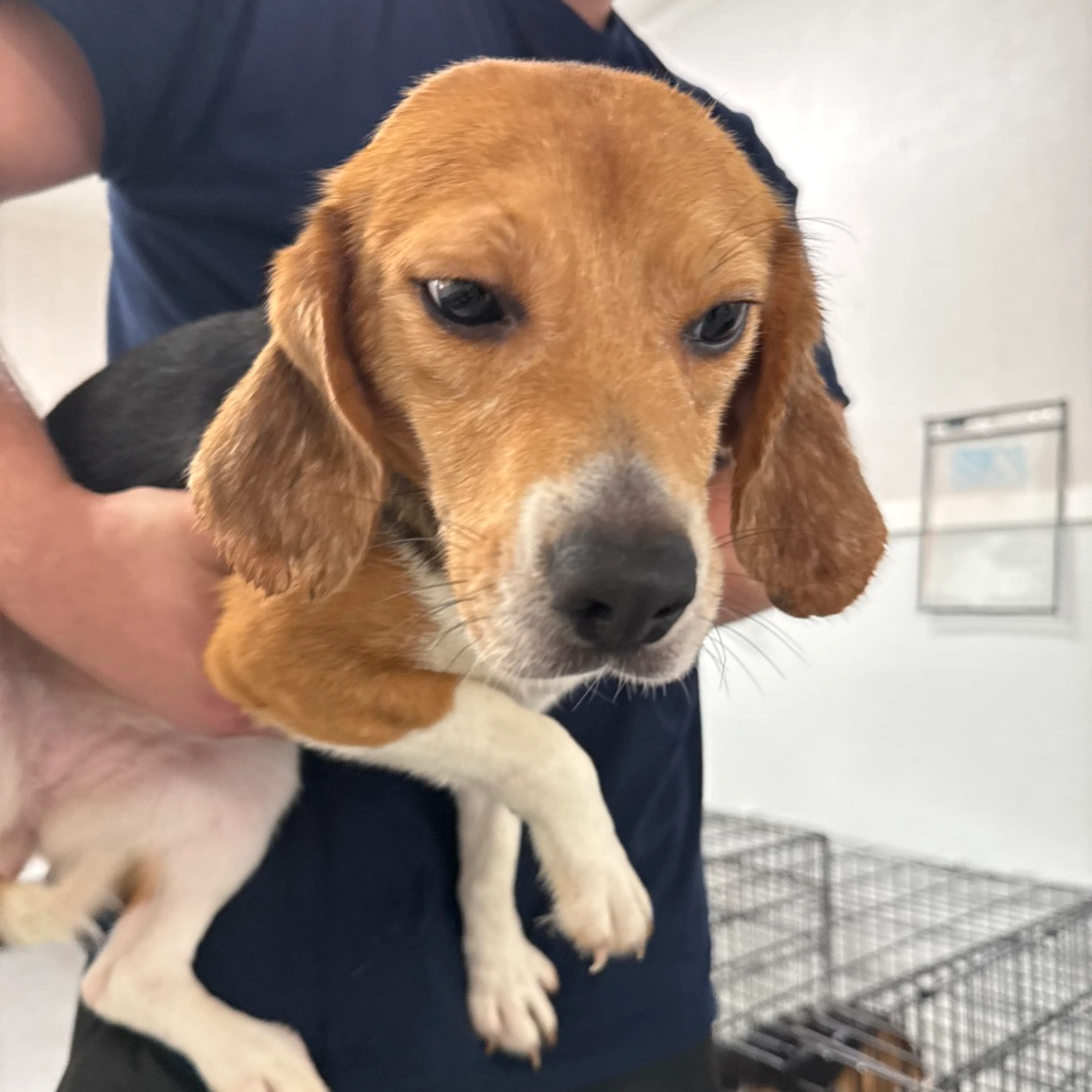 Found pet