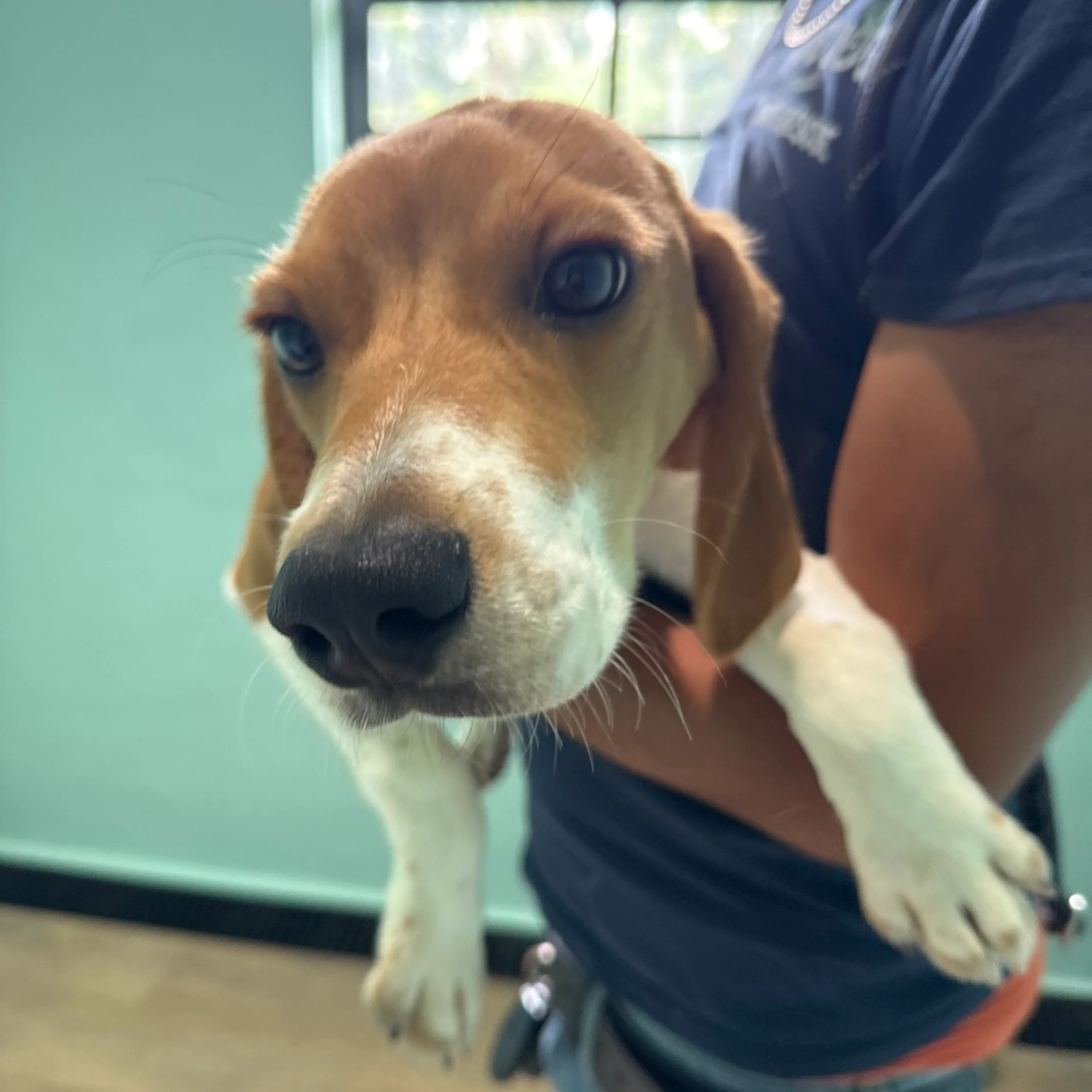 Found pet