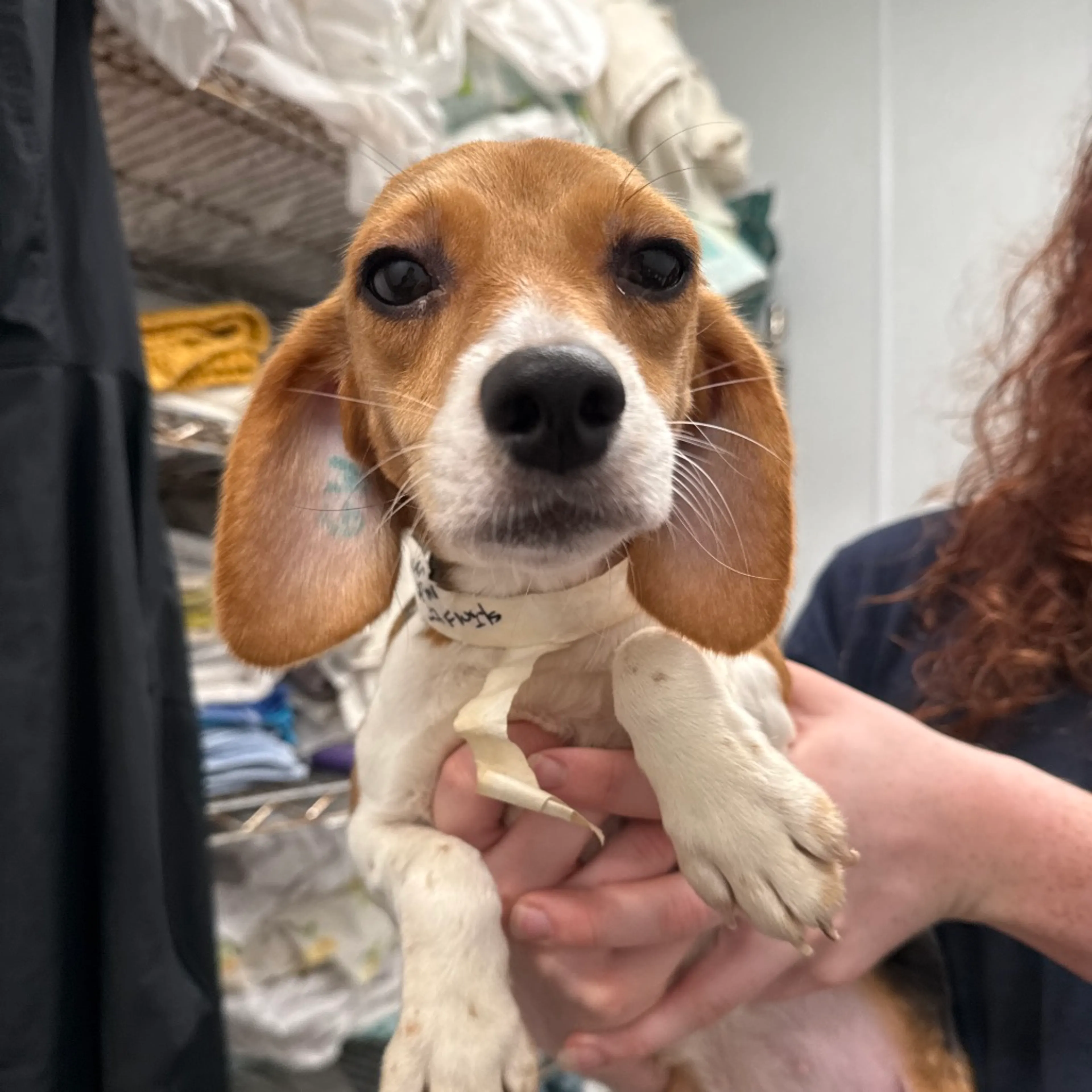 Found pet