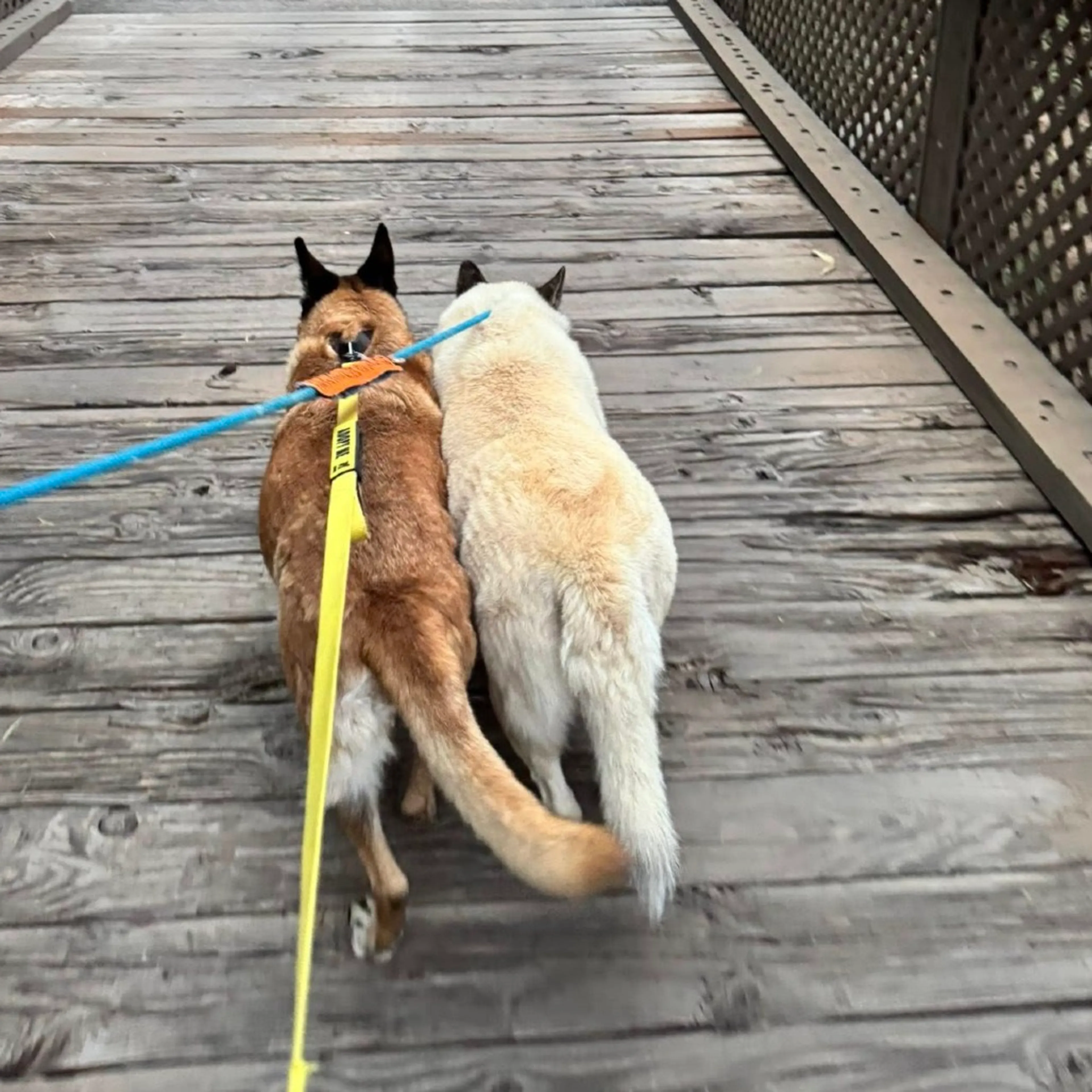 Found pet-2