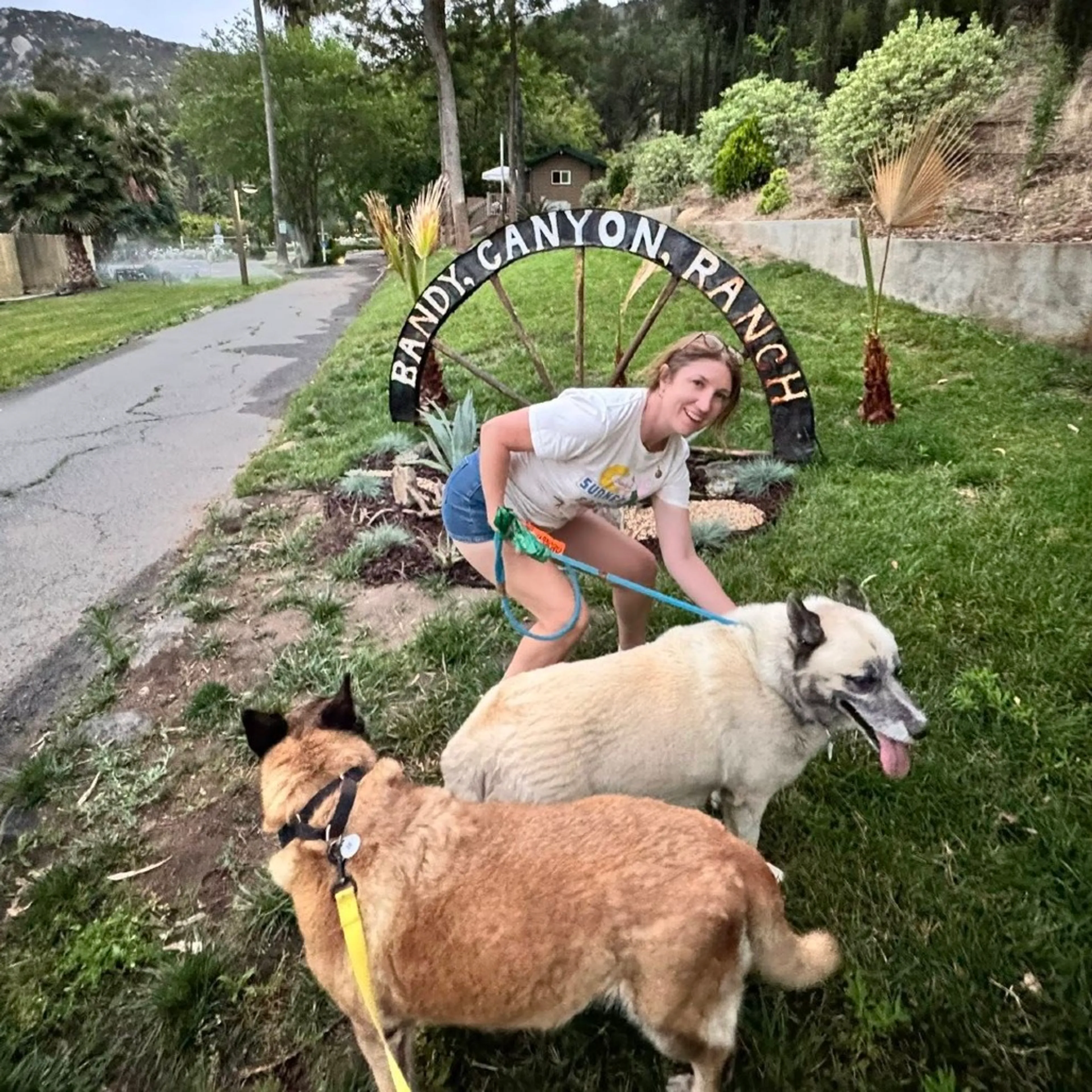 Found pet-3