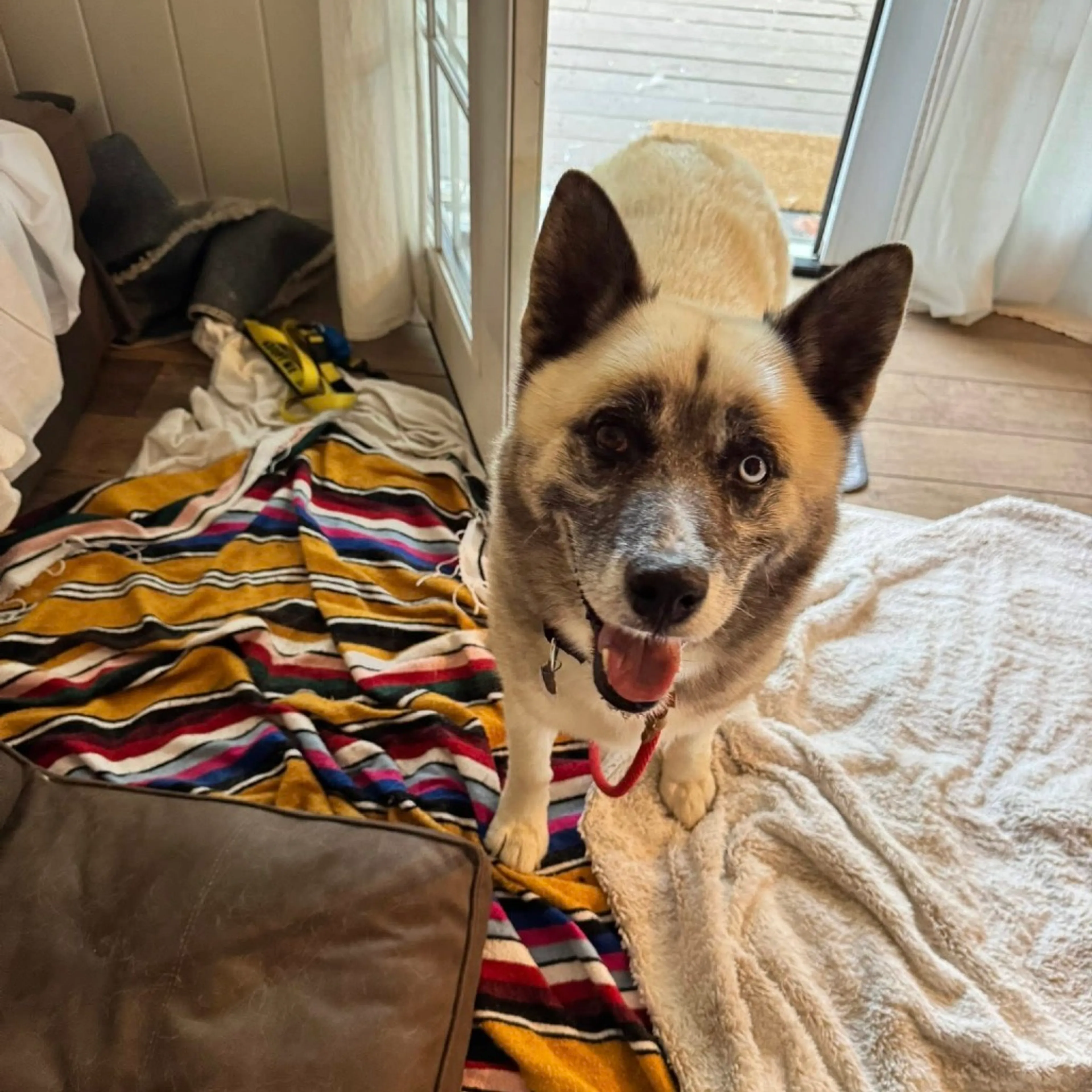 Found pet-5