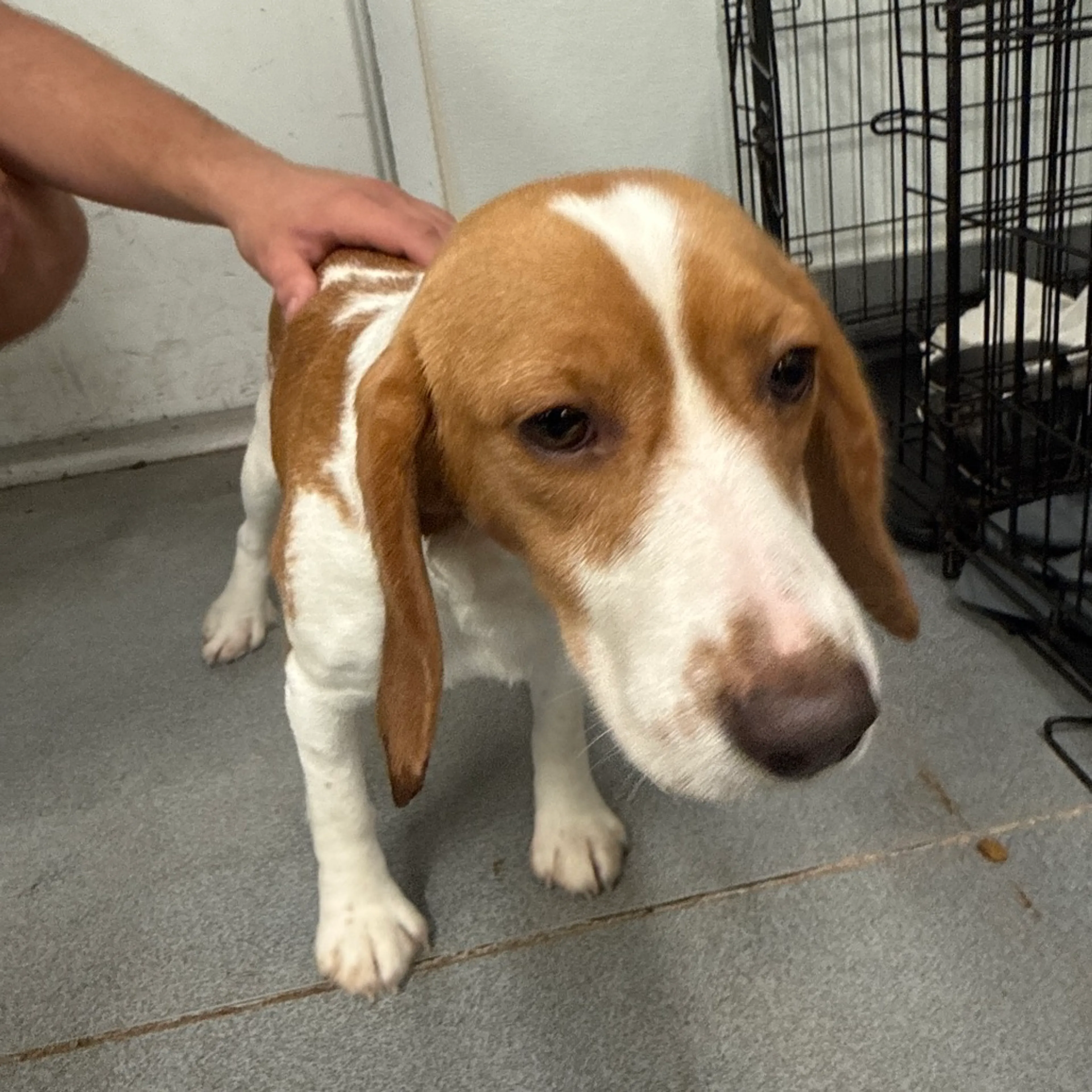 Found pet