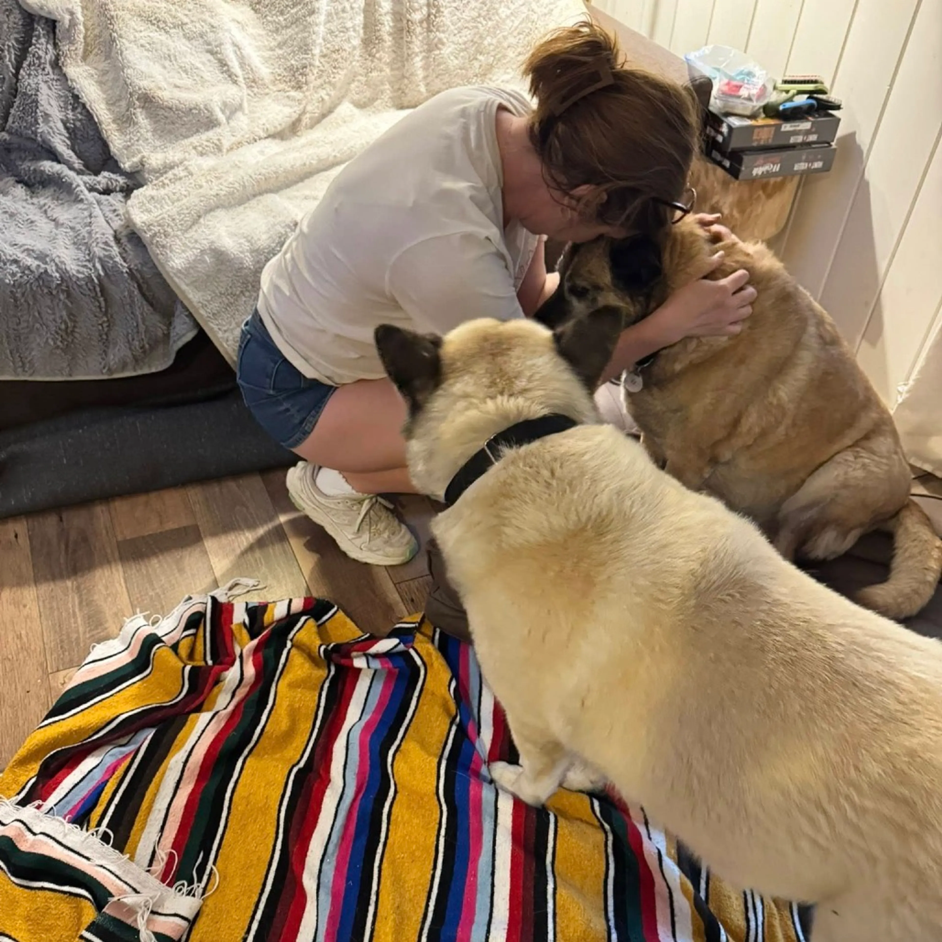 Found pet-4