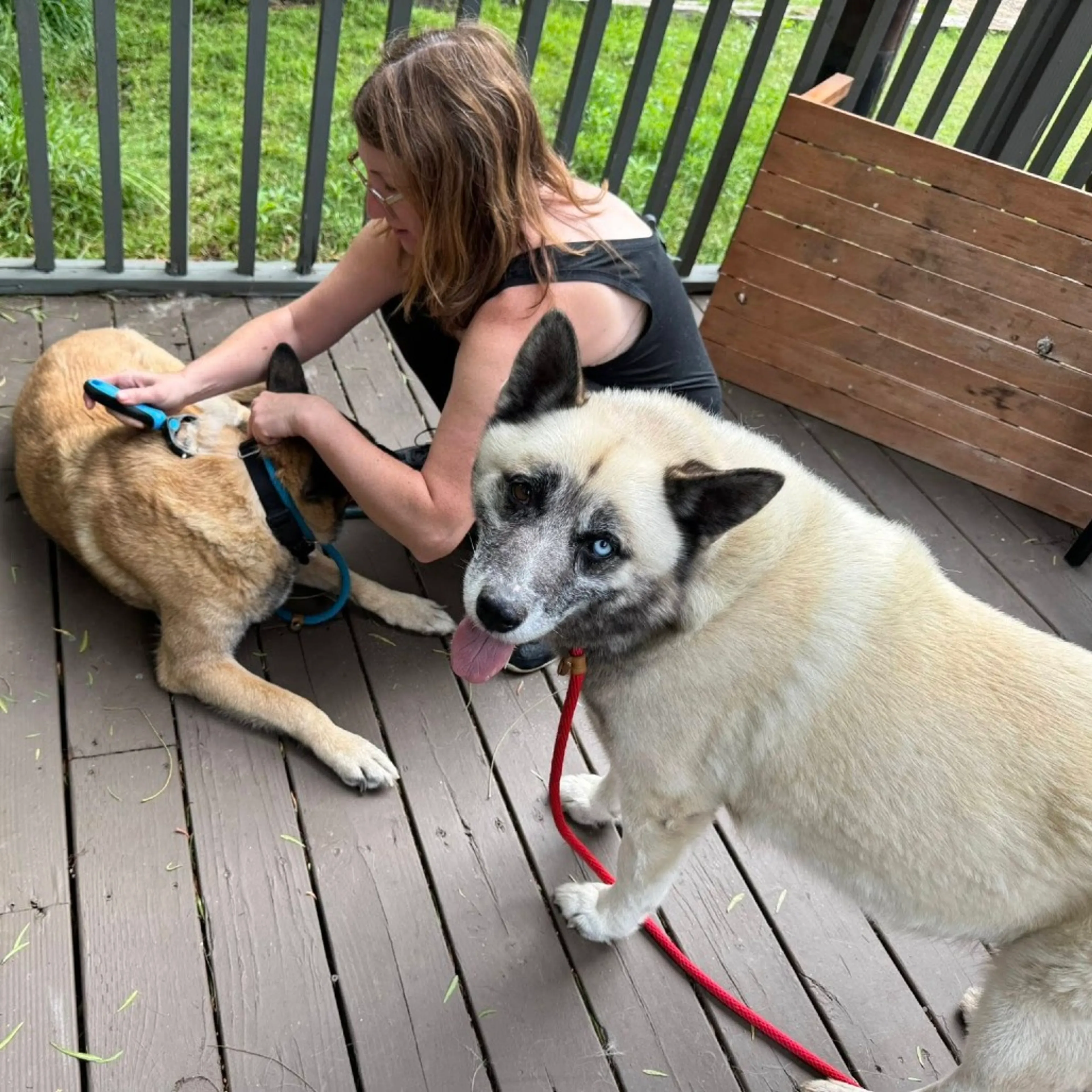 Found pet-6