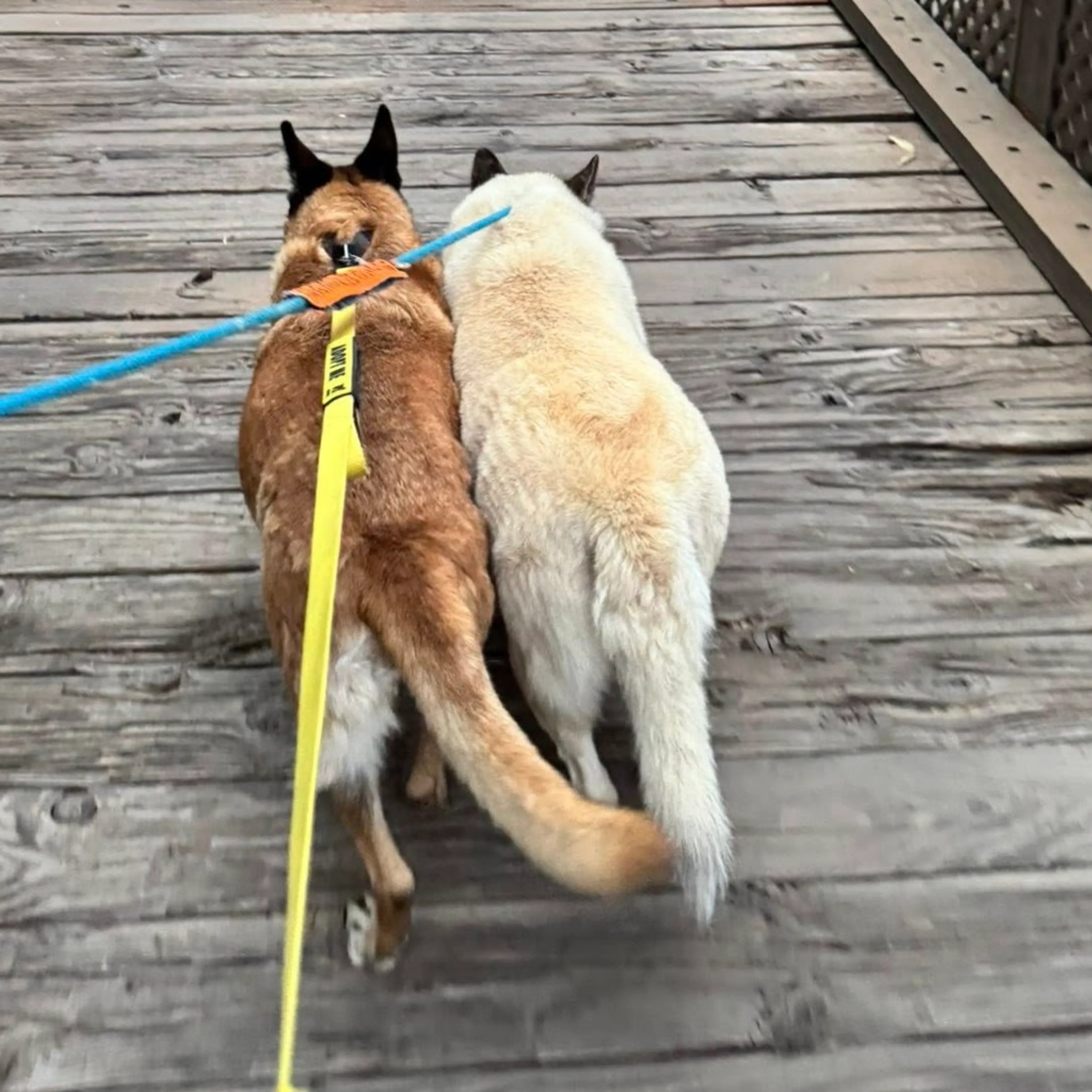Found pet-2