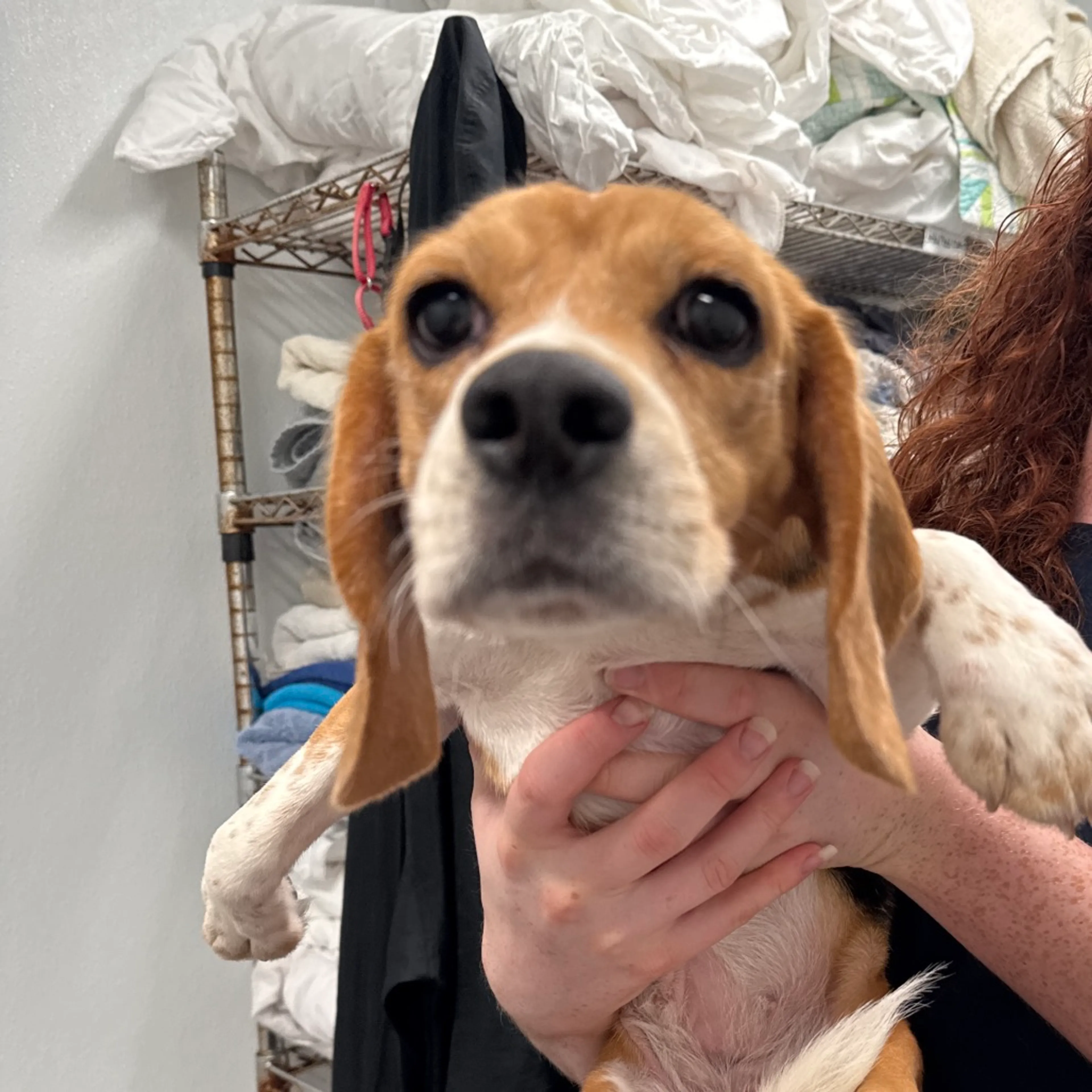 Found pet