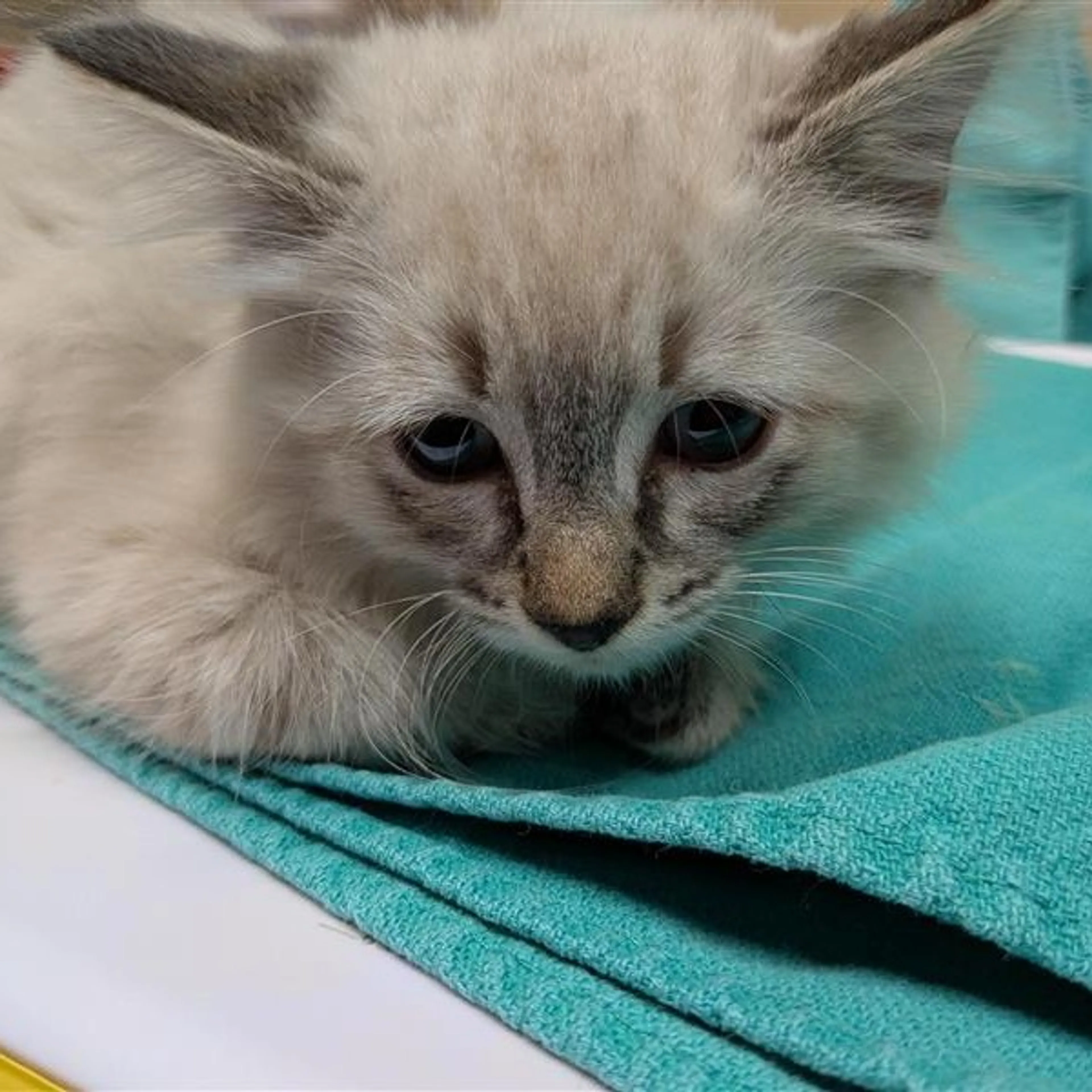 Found pet