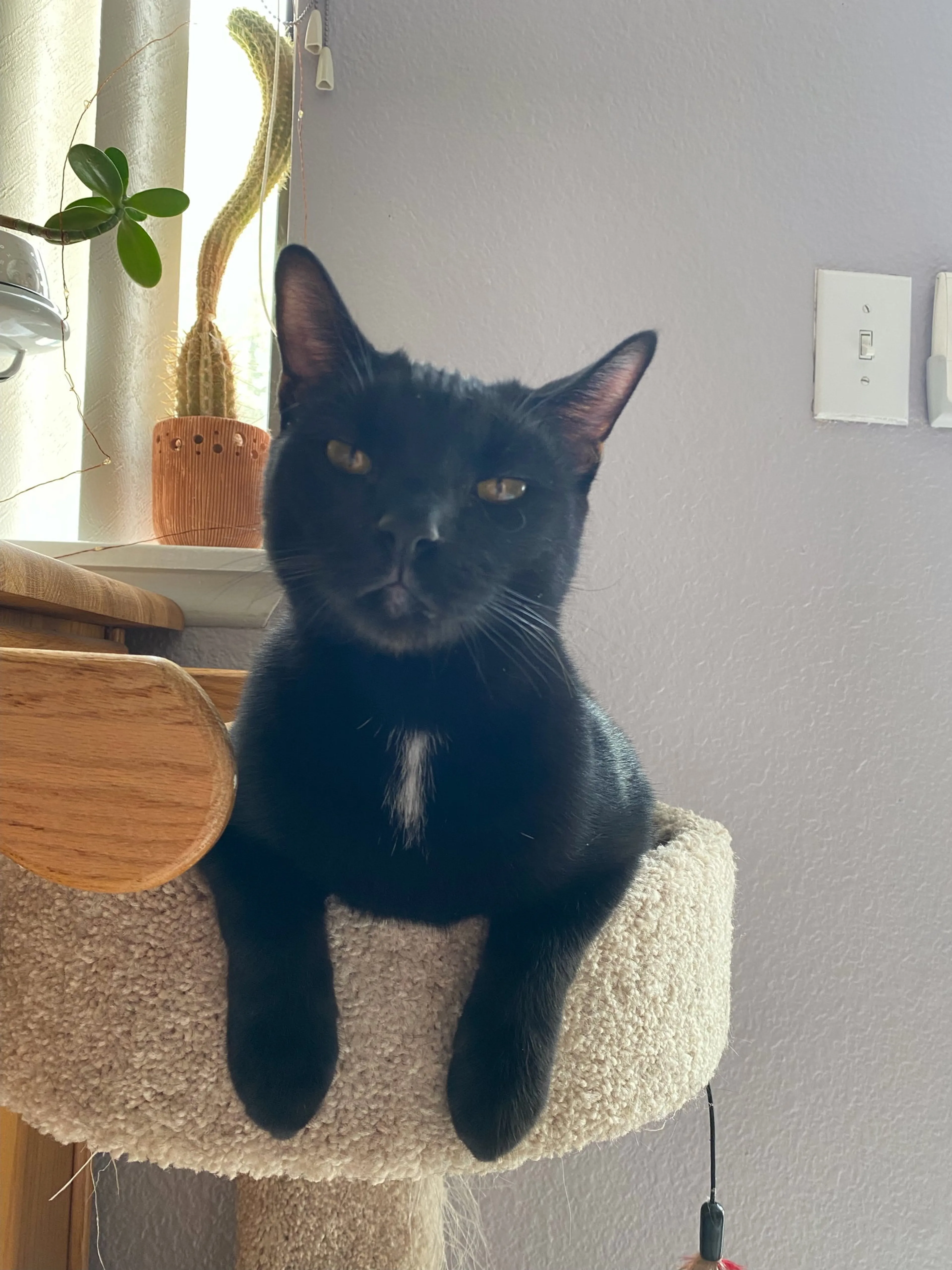 Found pet