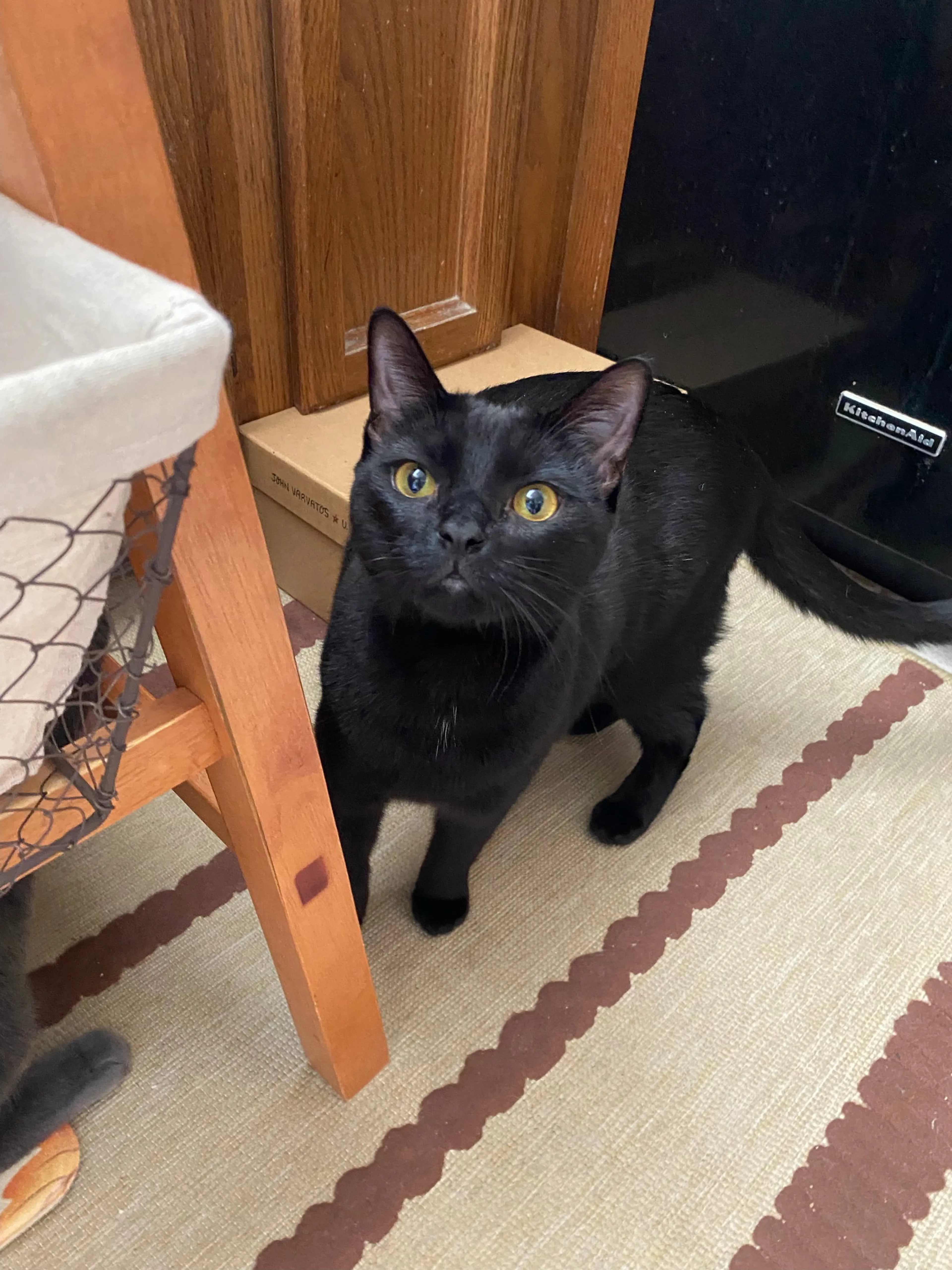Found pet