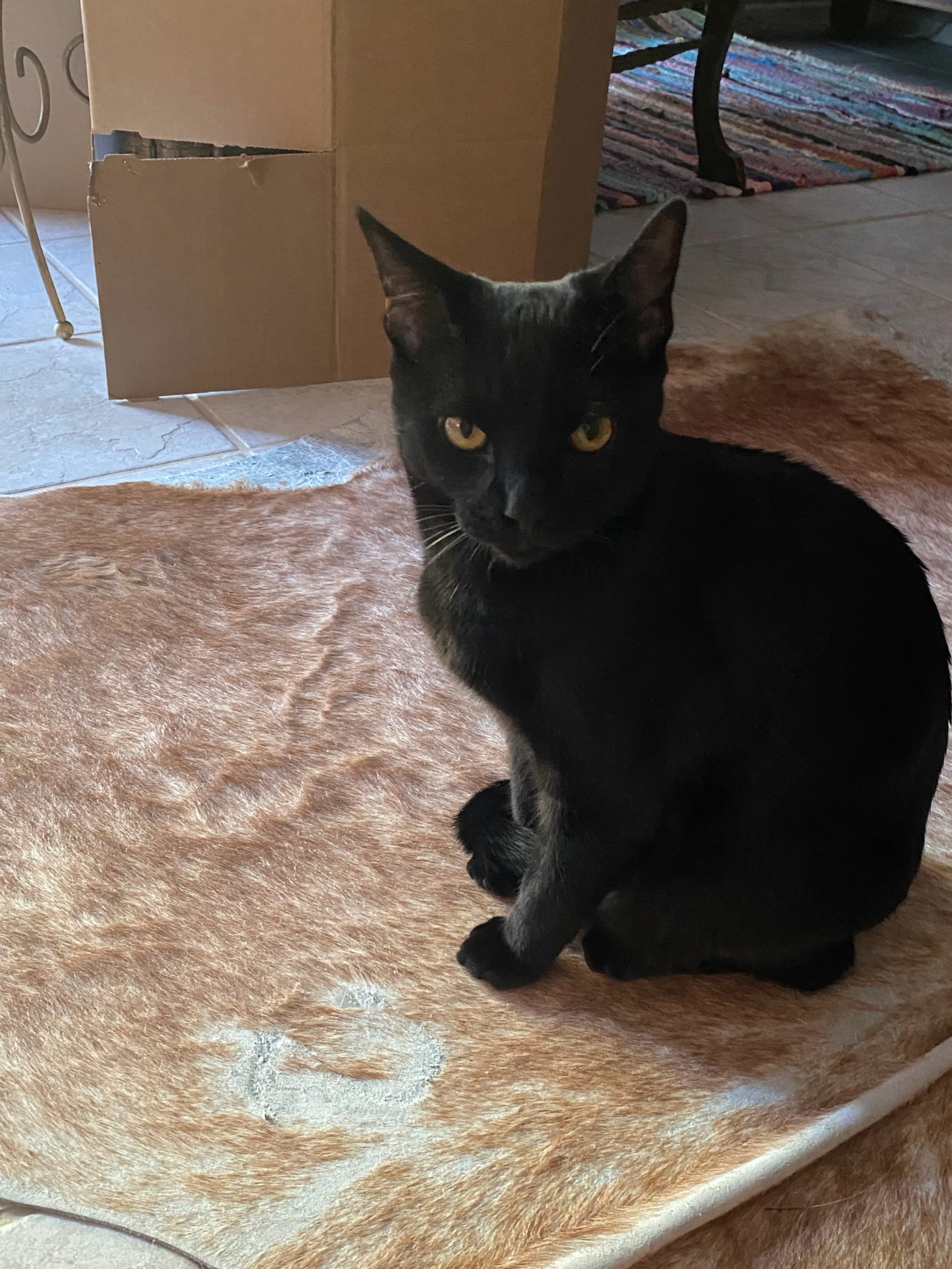 Found pet