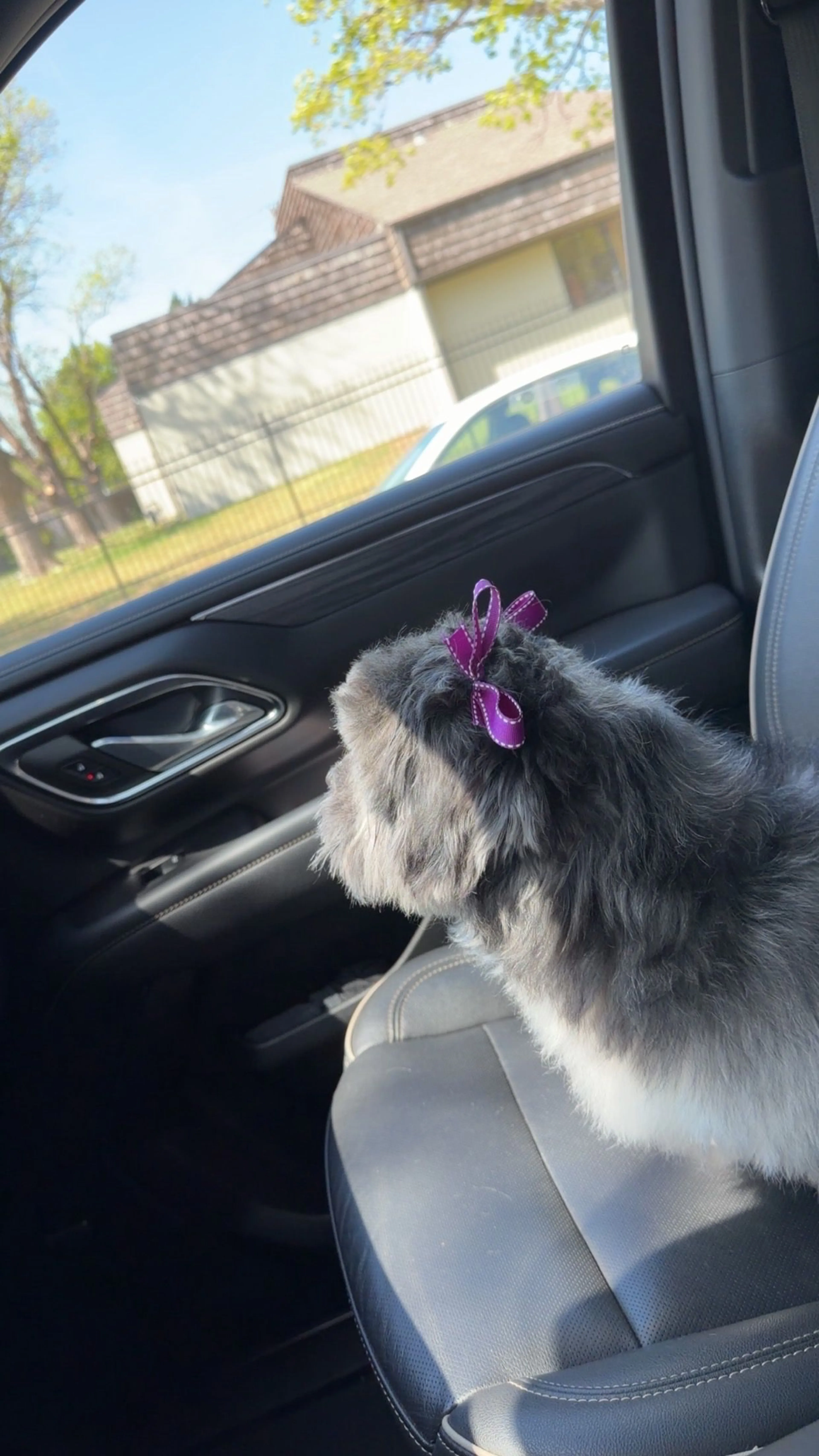 Lost pet