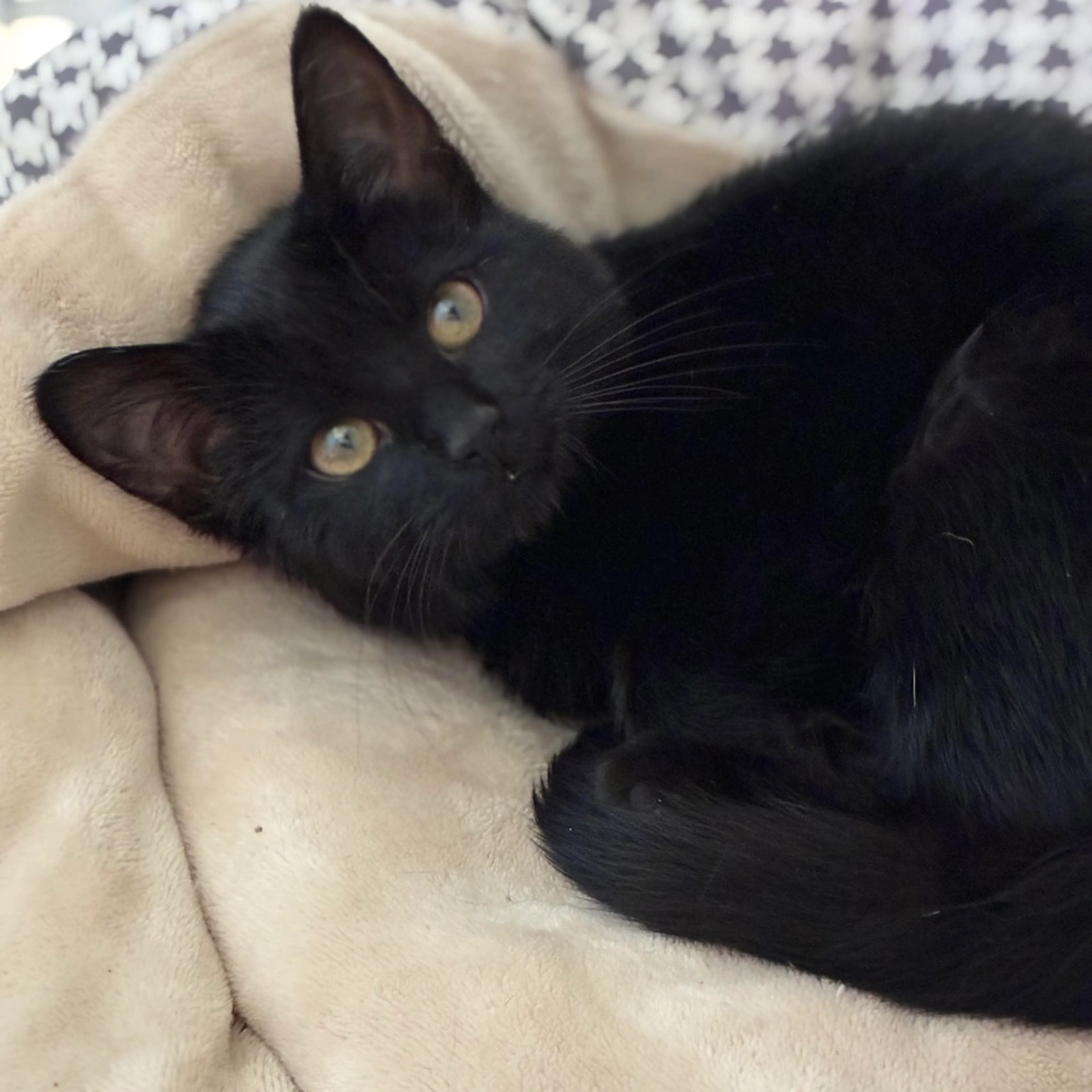 Found pet-1