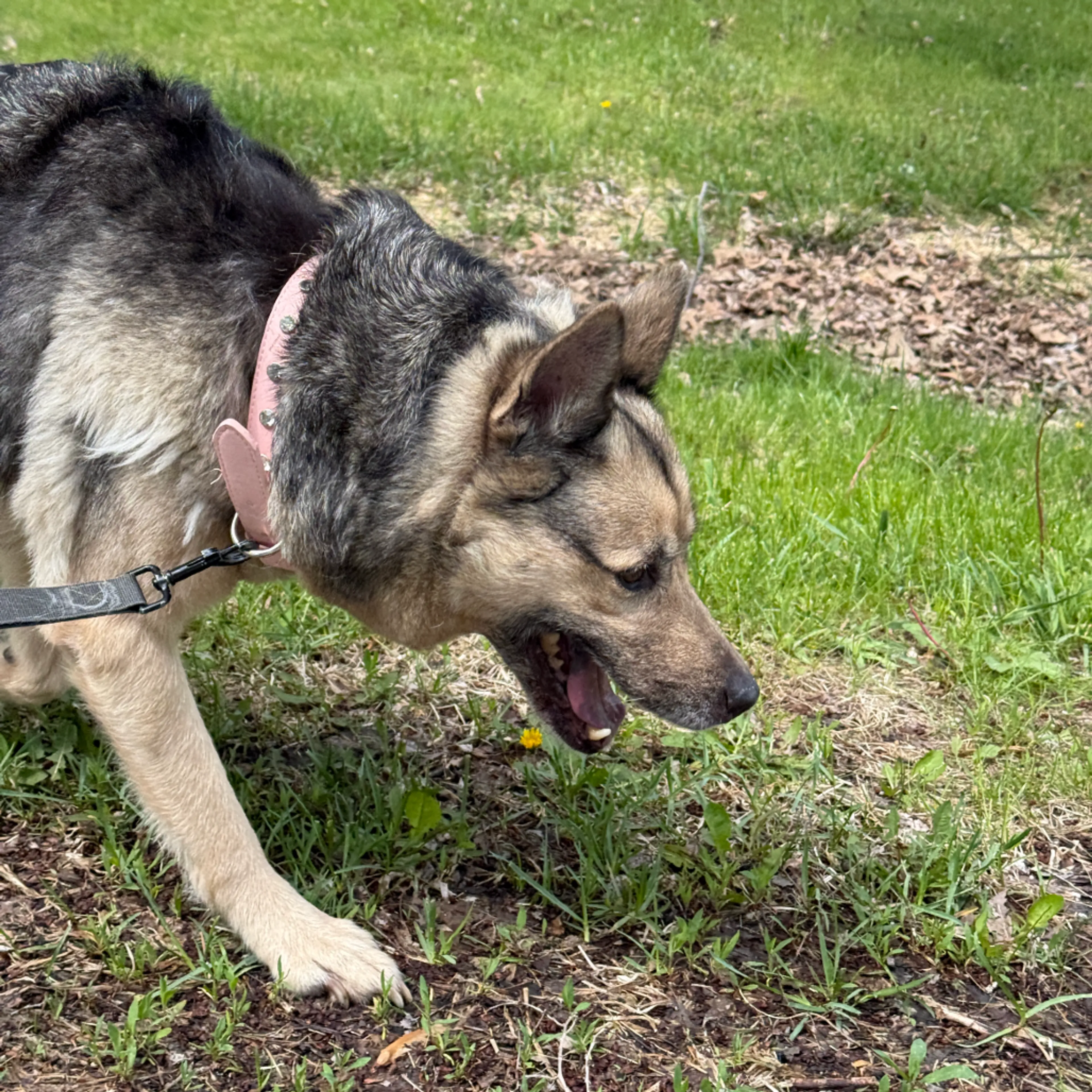 Found pet-2