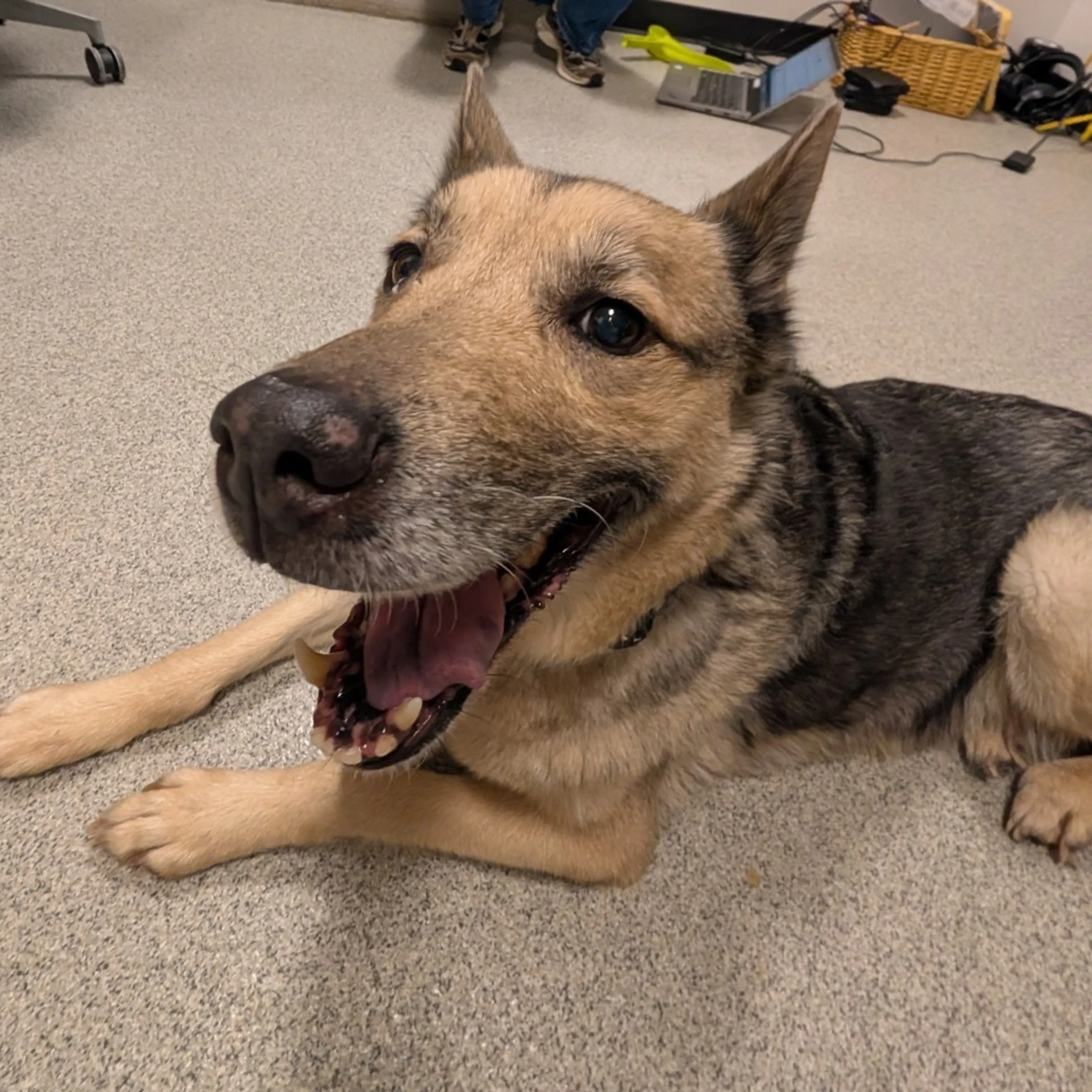 Found pet-0