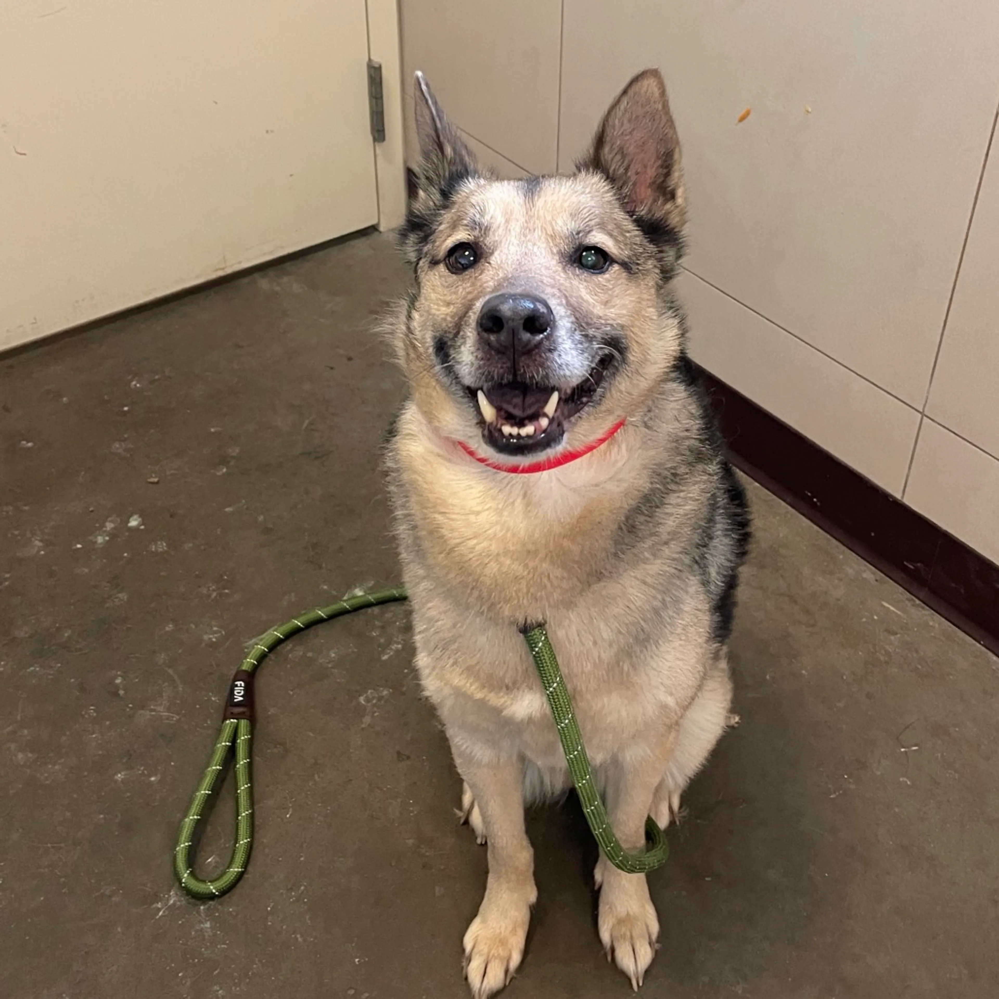 Found pet-1
