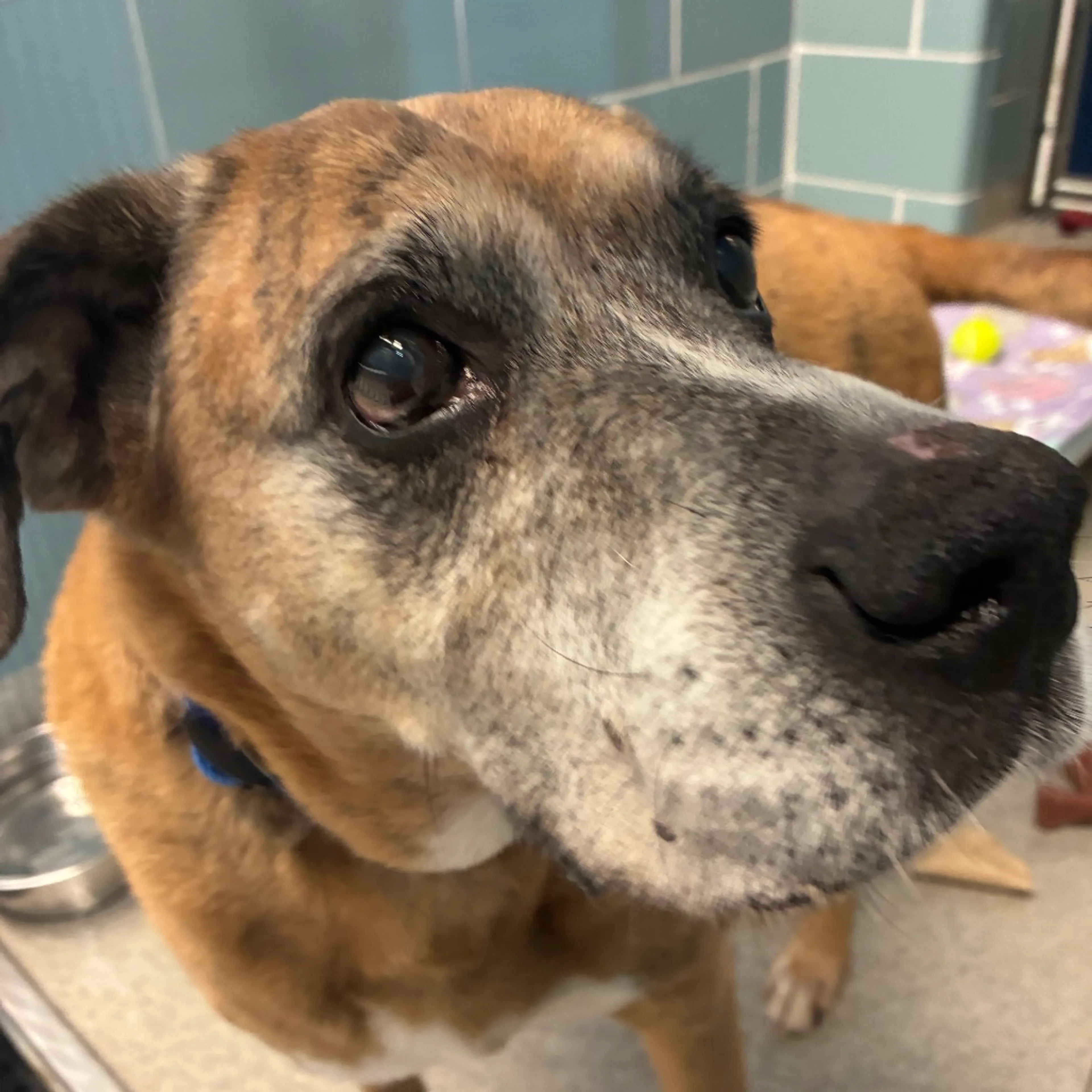 Found pet-2