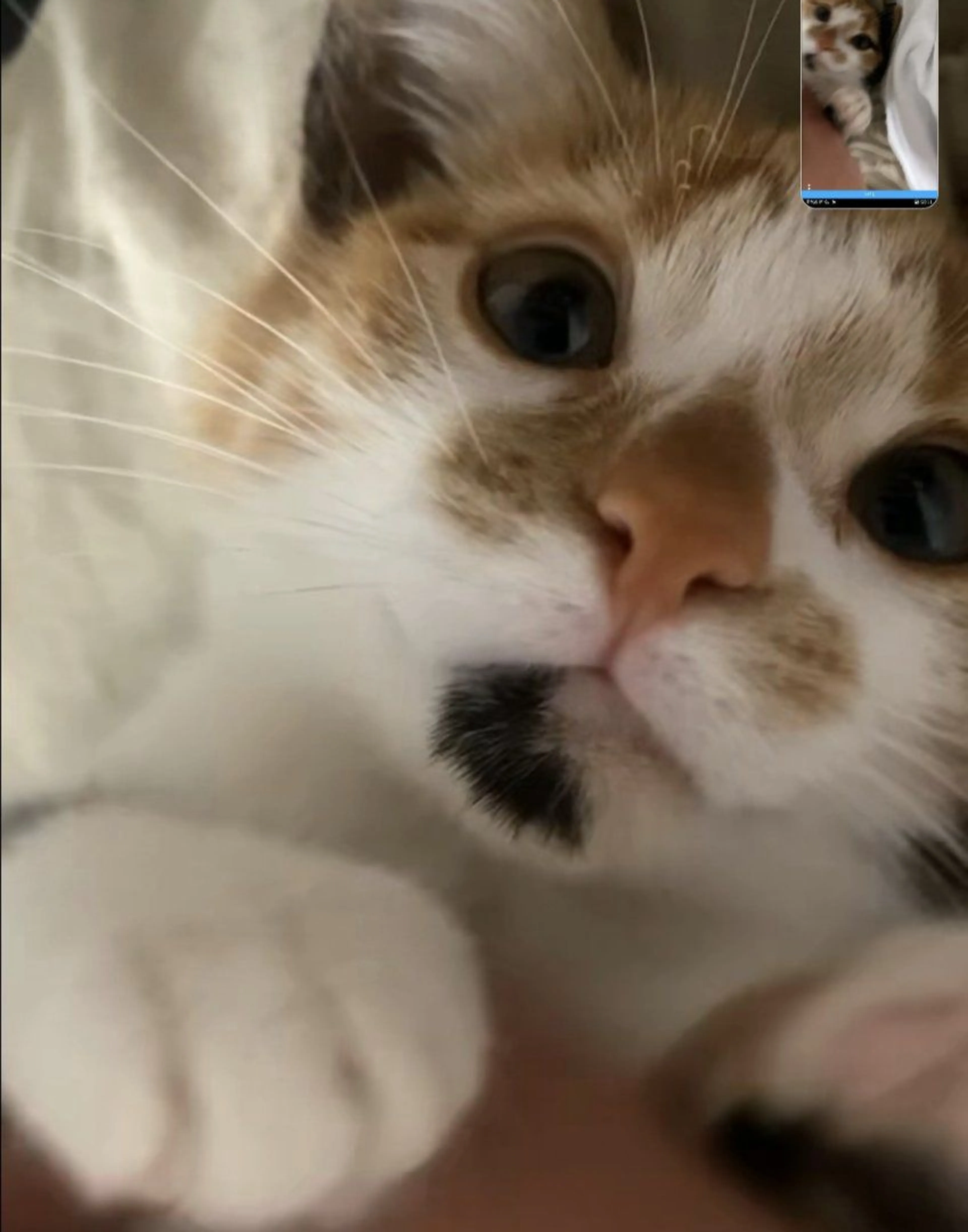 Lost pet-2